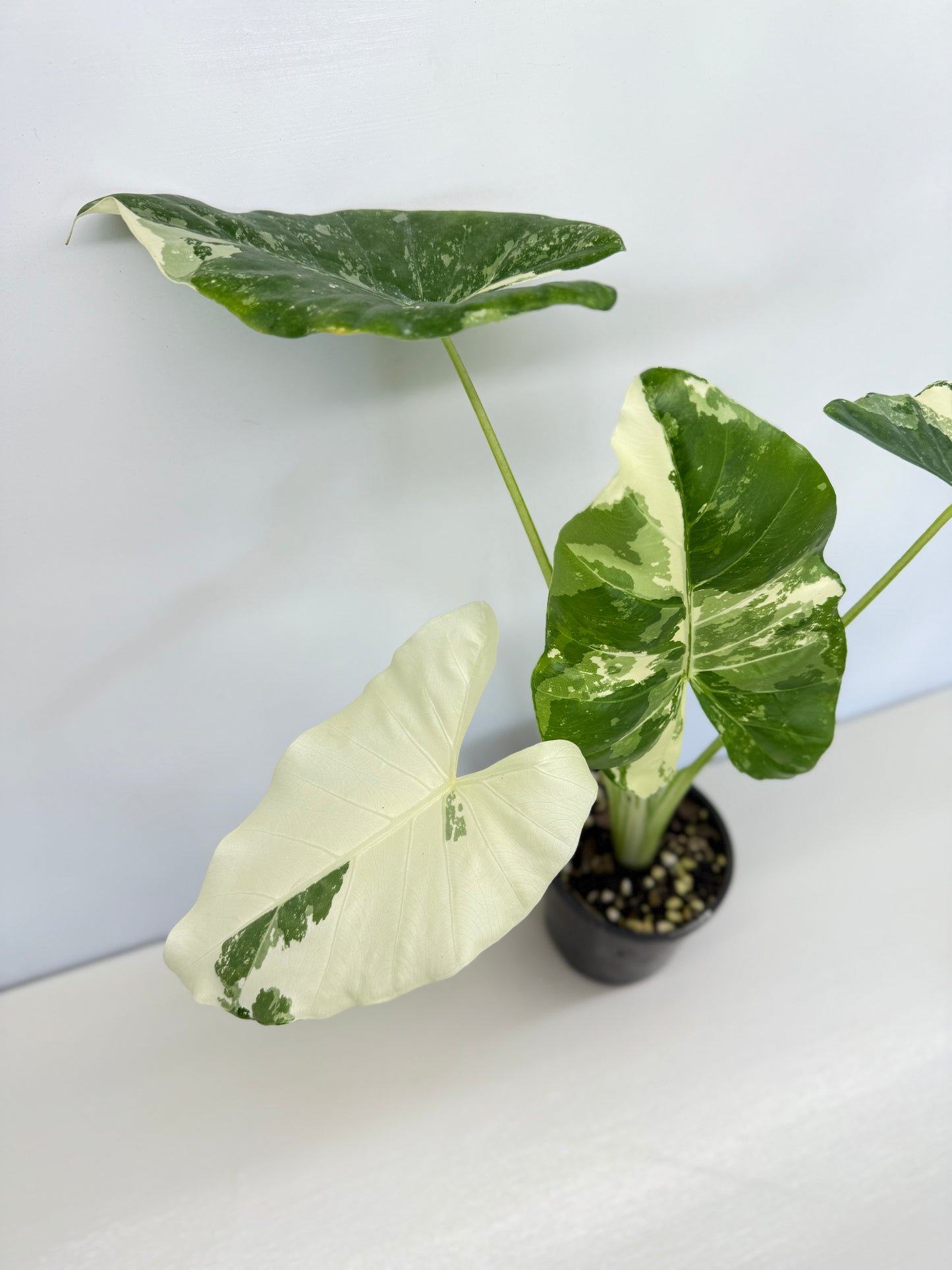 Alocasia Macrorrhiza Variegata - Best Pick of the Crop!