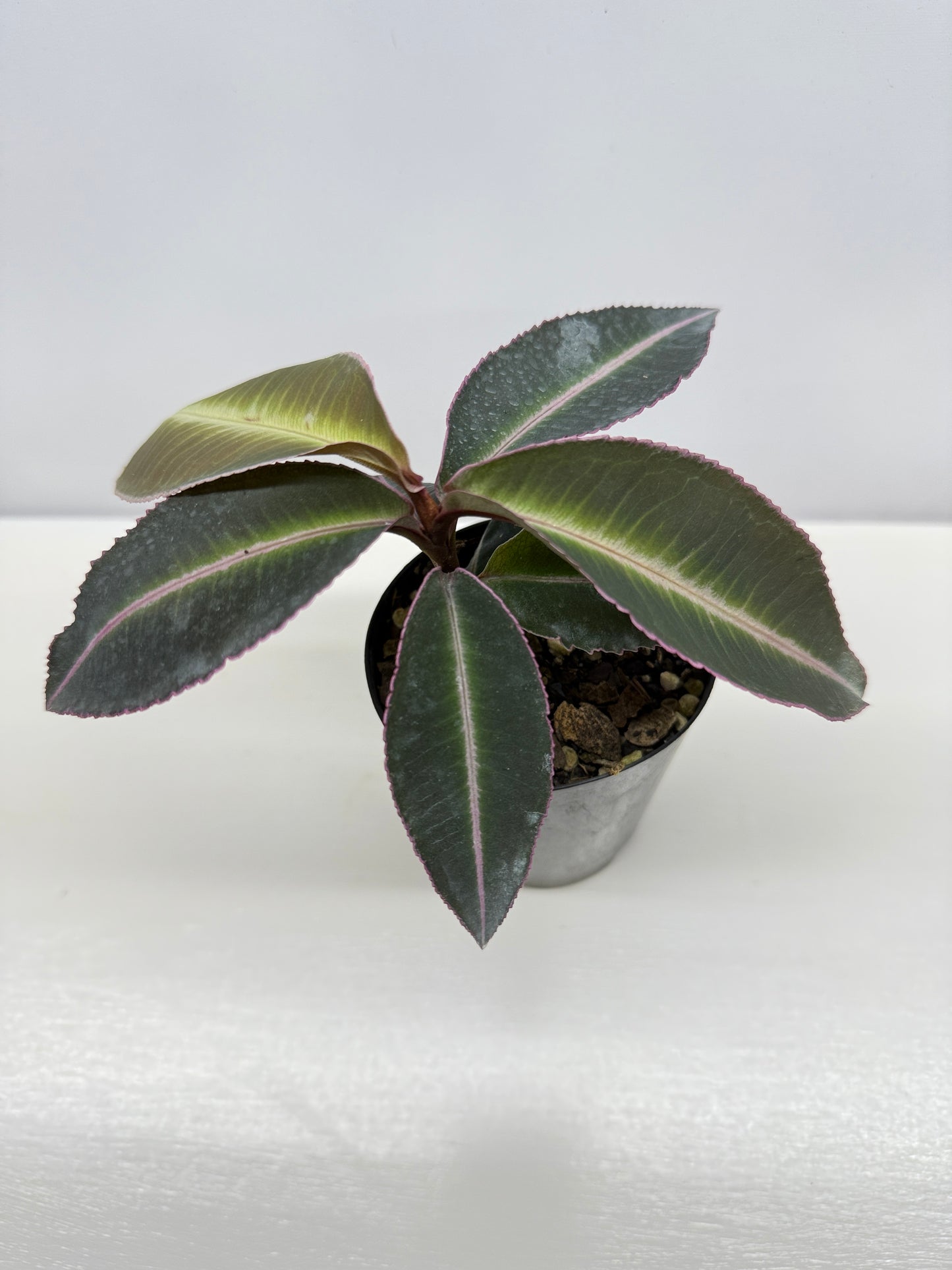 Labisia Pumila Pink Sumatra - Best Pick of the Crop!