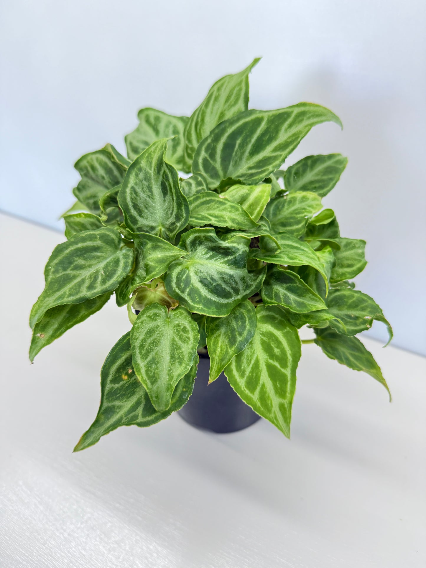 Anthurium crystallinium Dorayaki Hybrid Mini - Best Pick of the Crop!