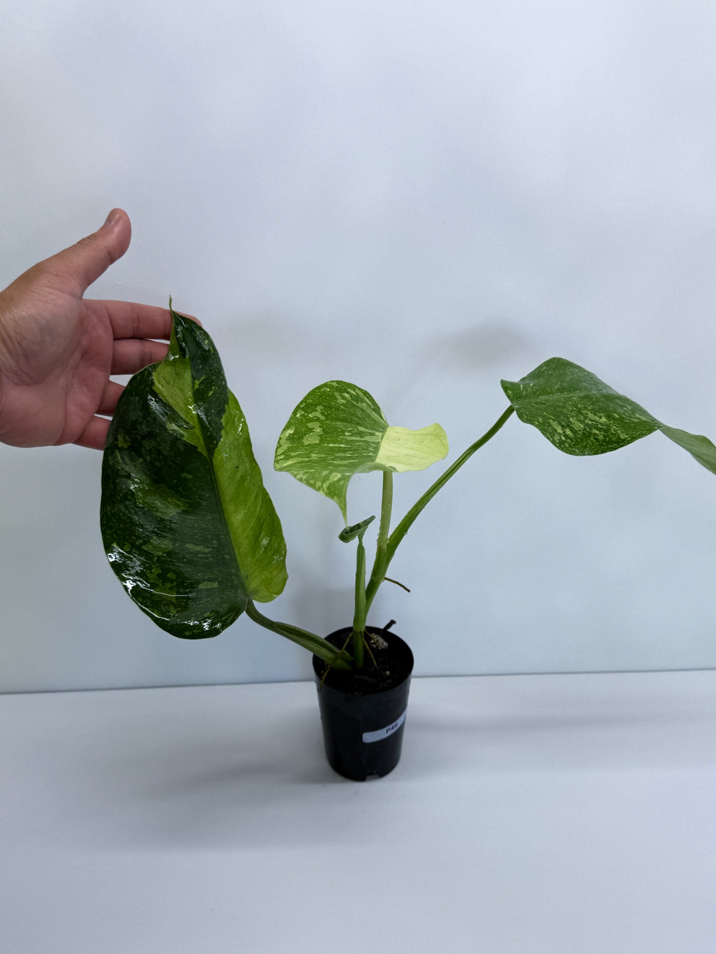 Philodendron Jose Buono NONTC P49