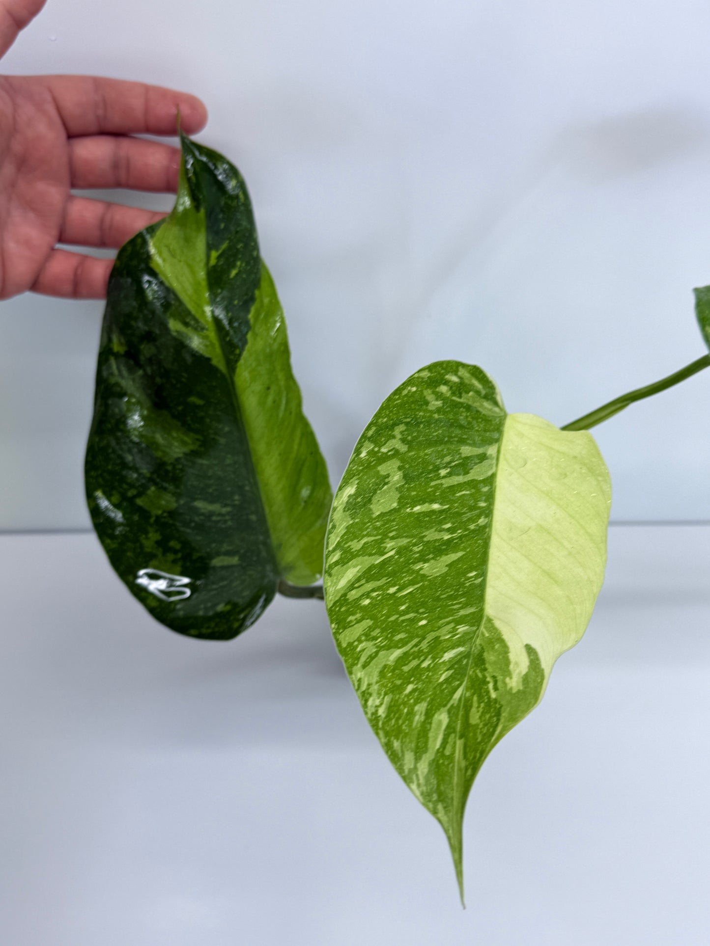 Philodendron Jose Buono NONTC P49