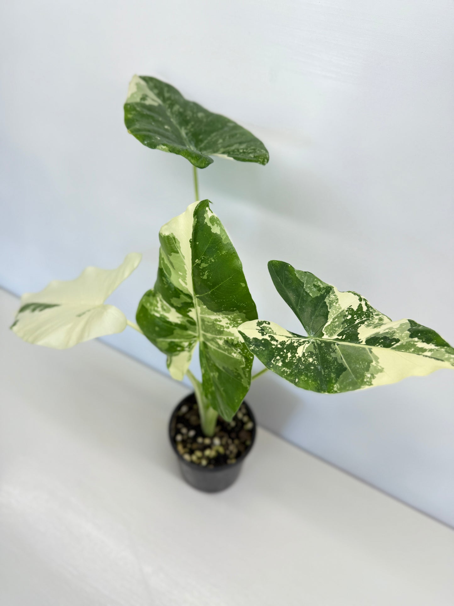 Alocasia Macrorrhiza Variegata - Best Pick of the Crop!