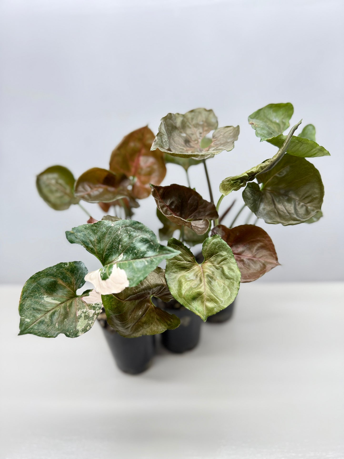 Syngonium Strawberry - Best Pick of the Crop!