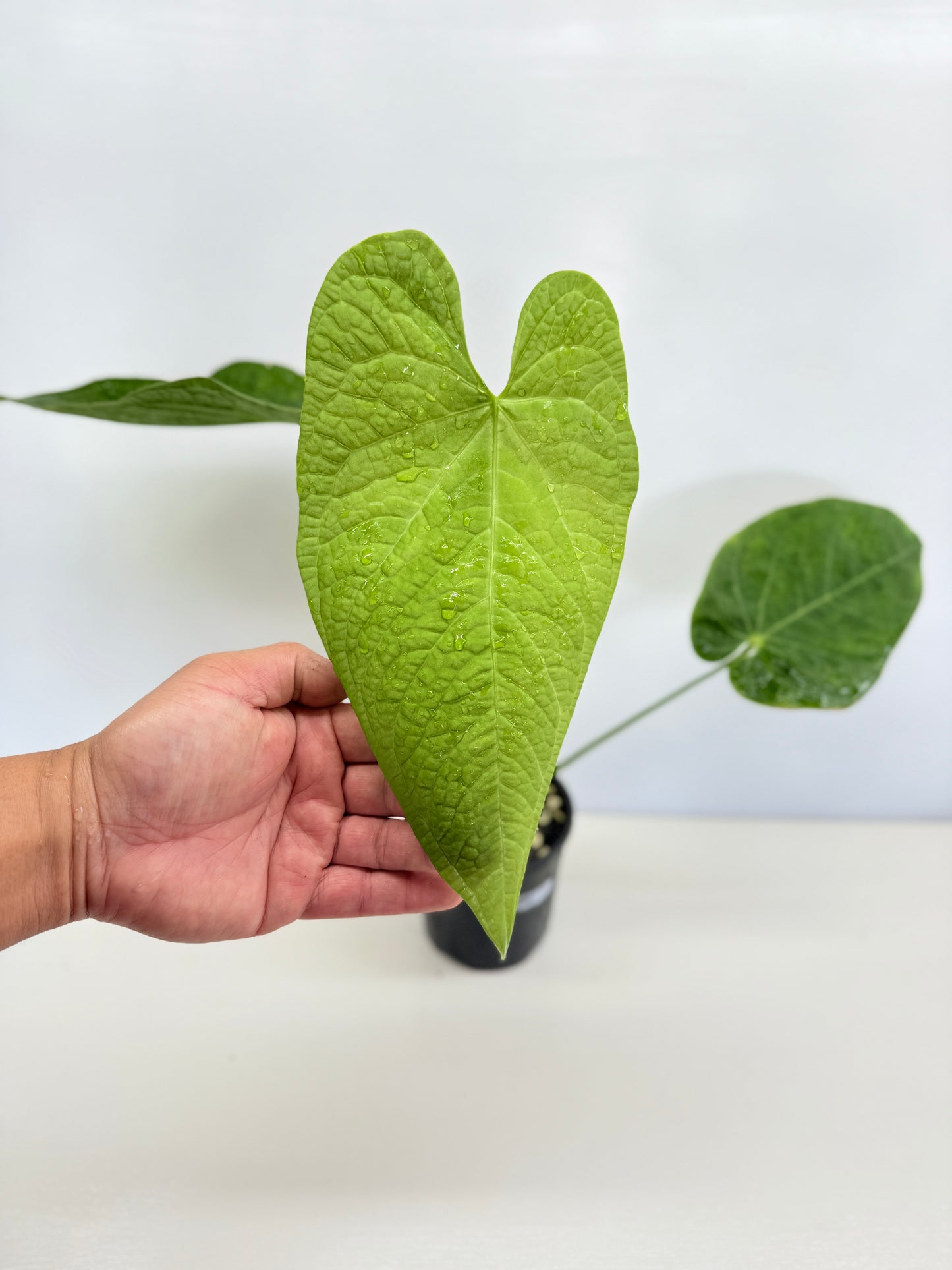 Anthurium Rotolanteum - Large Z80