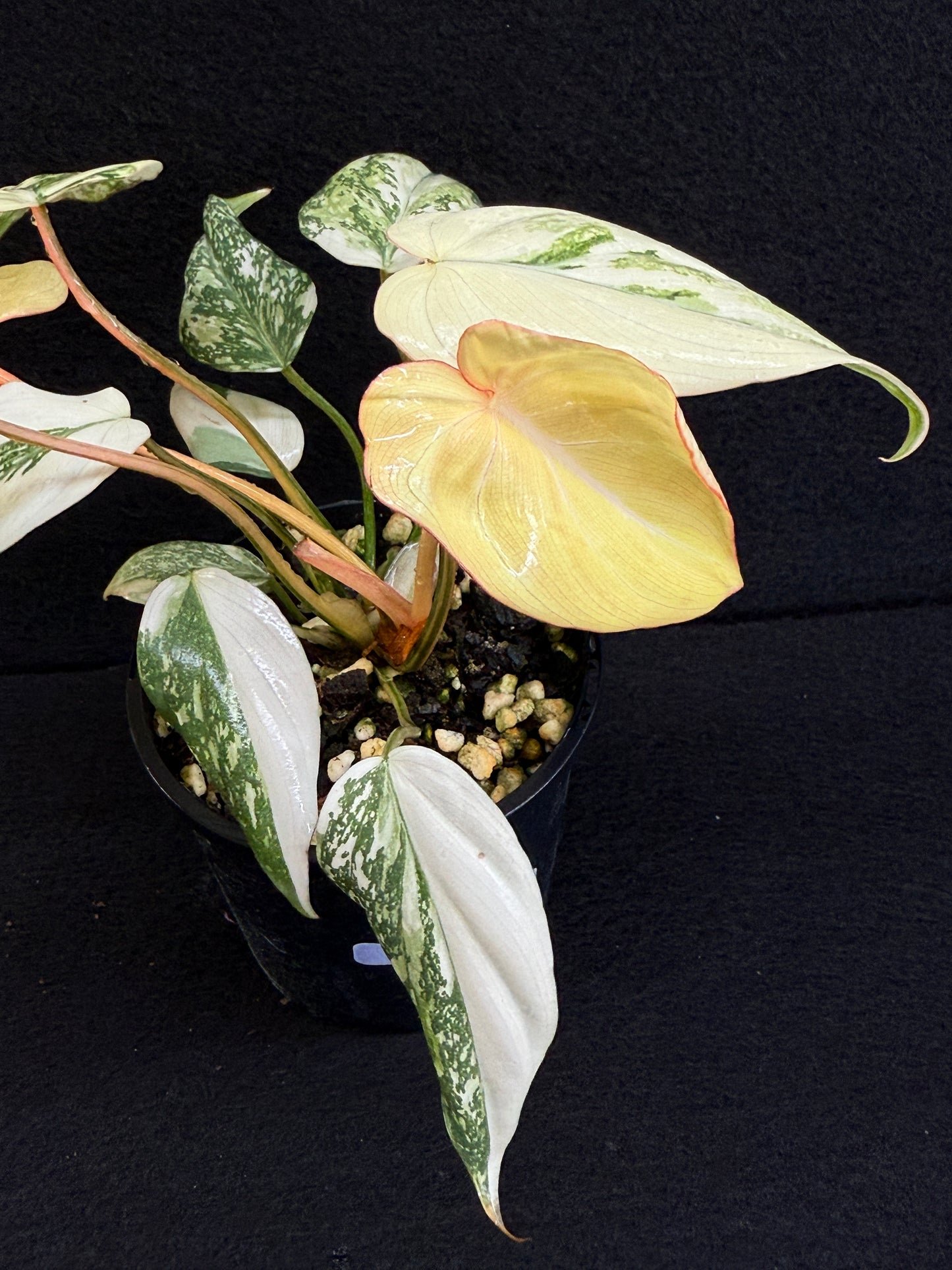 Philodendron Gloriosum Variegata C48