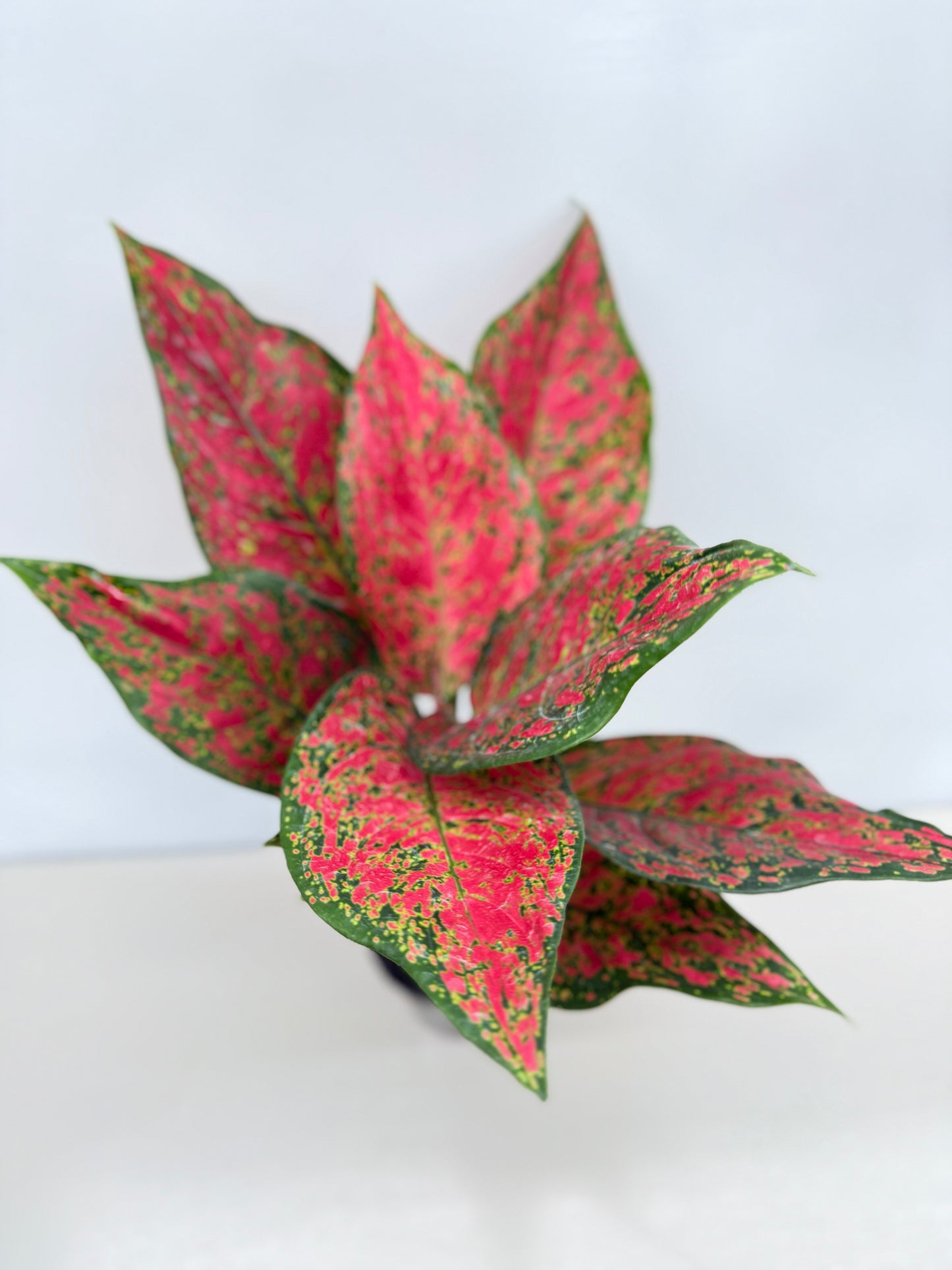 Aglaonema Anyamanee - Best Pick of the Crop!