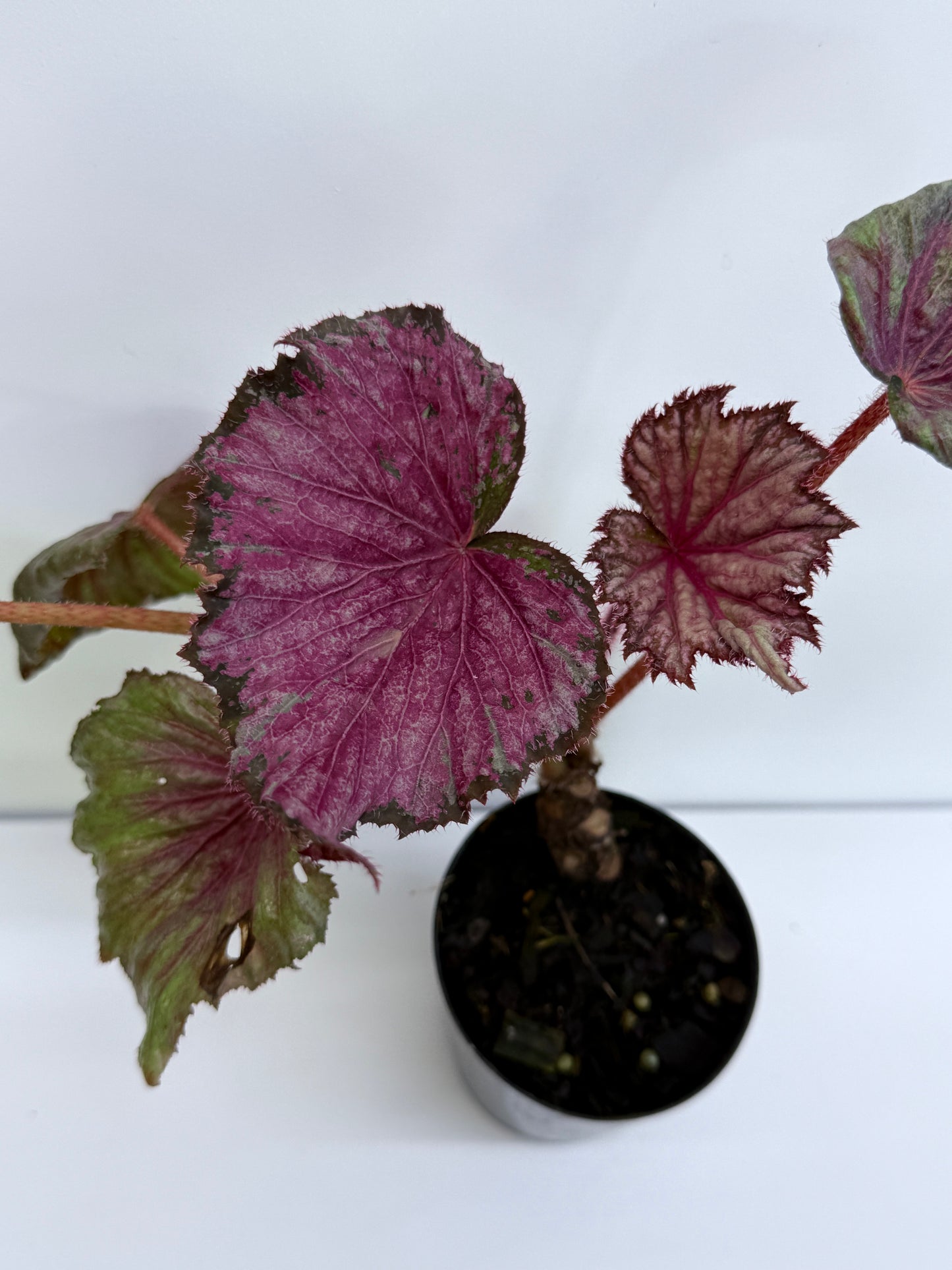 Begonia NOID P43