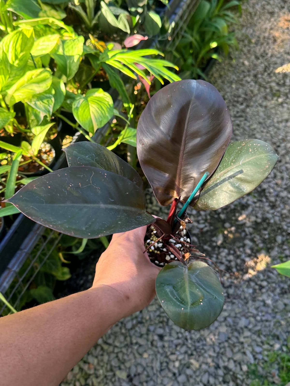 Philodendron 'Red Heart' T5