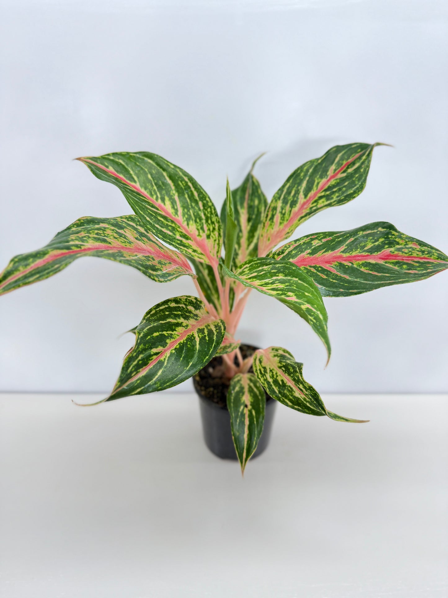 Aglaonema Night Sparkle - Best Pick of the Crop!