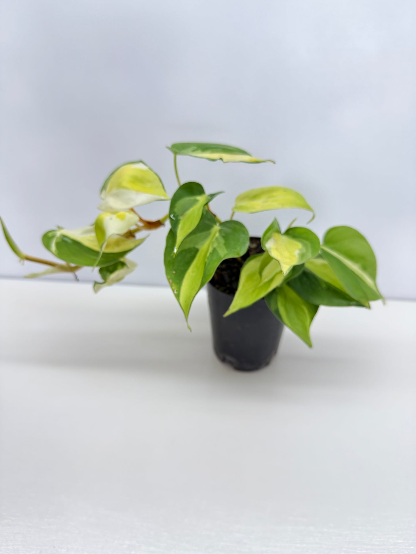 Philodendron Cream Splash - Best Pick of the Crop!