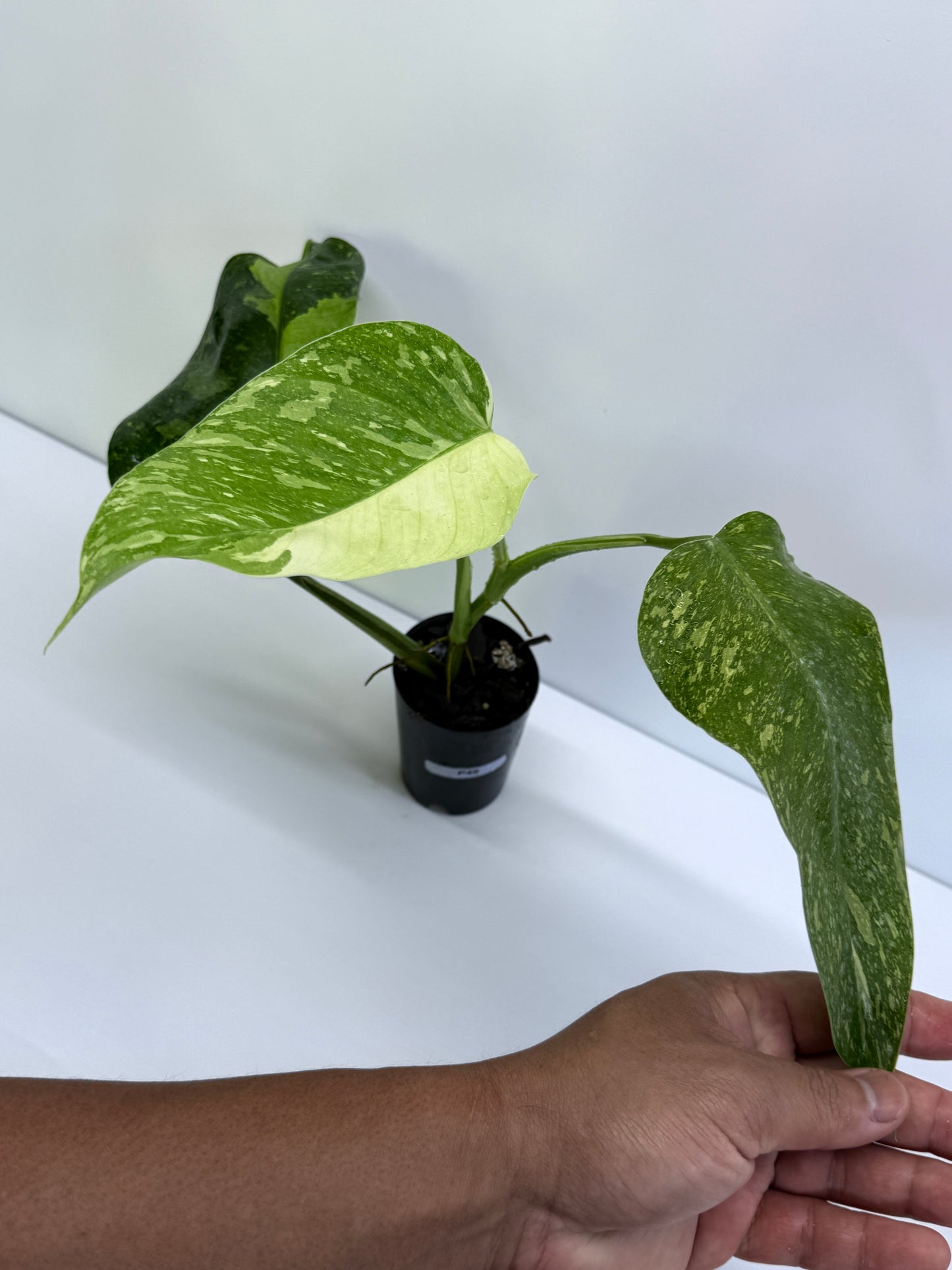 Philodendron Jose Buono NONTC P49