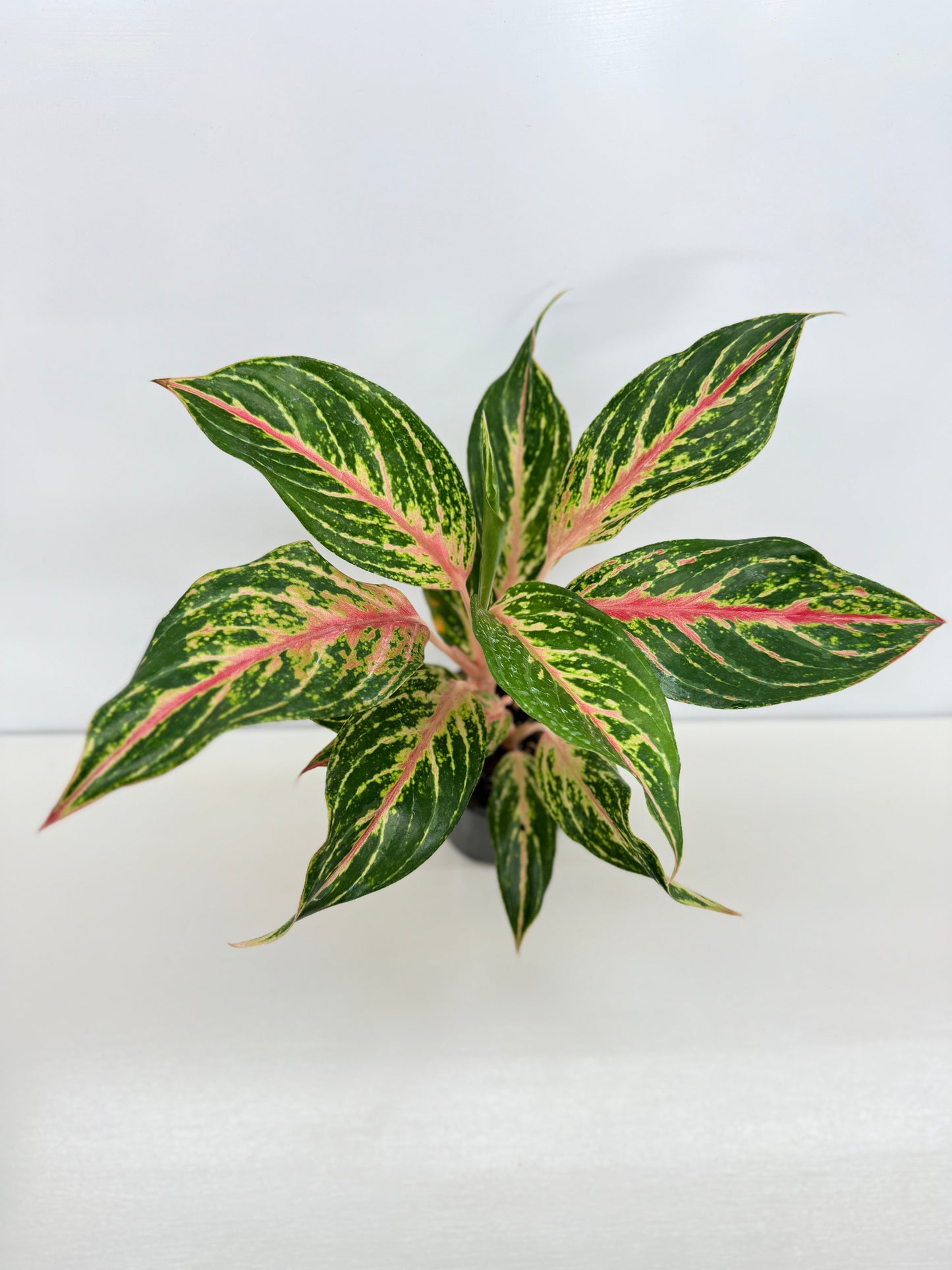 Aglaonema Night Sparkle - Best Pick of the Crop!