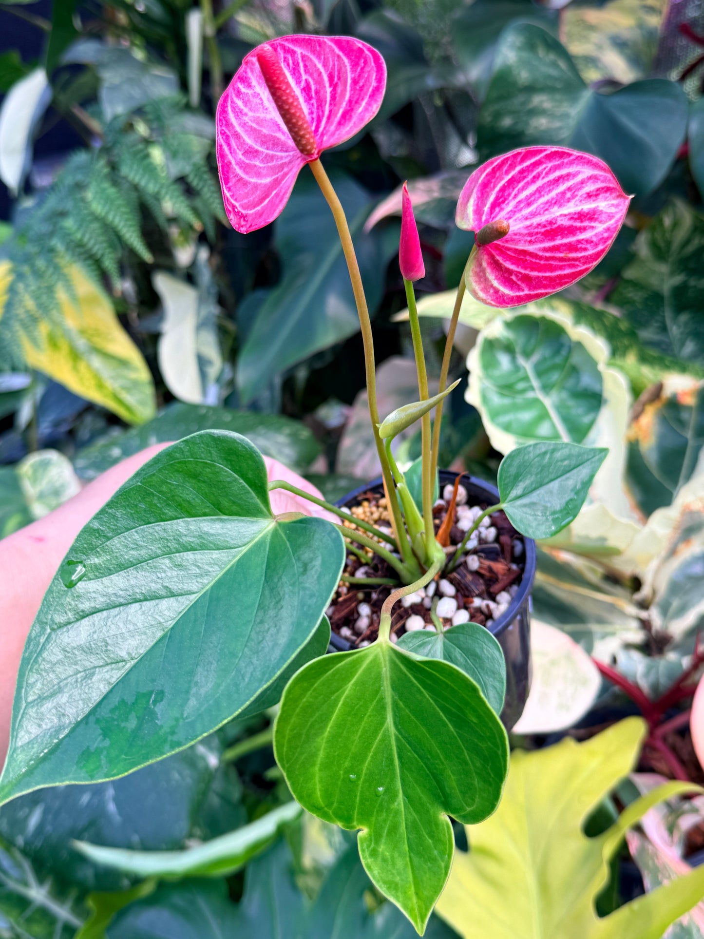 Anthurium 'Livium Ruby' Q48
