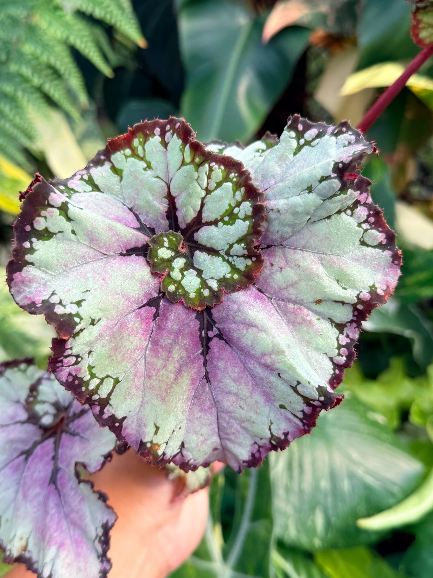 Begonia 'Lavender Swirl' Q58