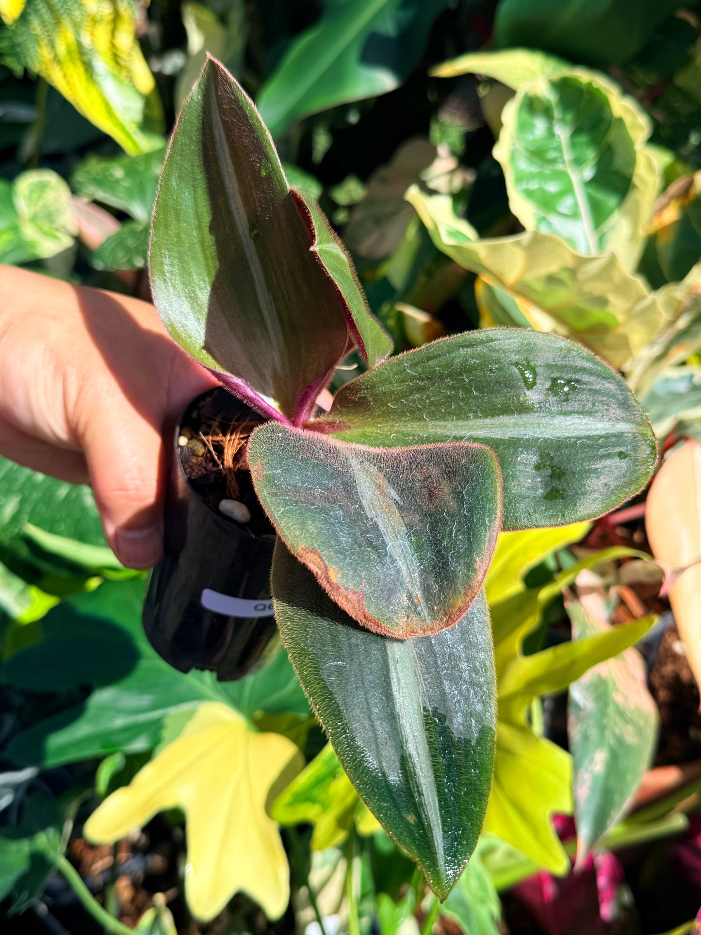 Siderasis fuscata 'Brown Spiderwort' Q61