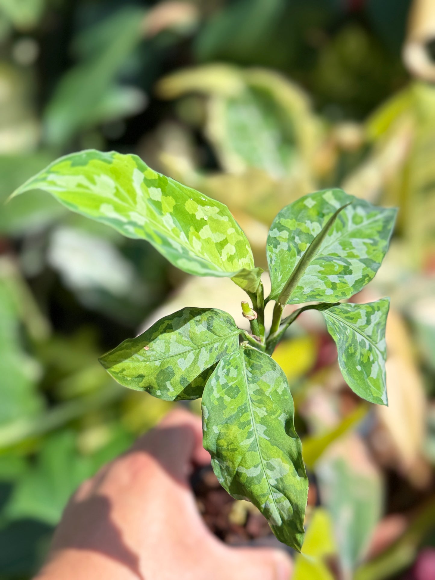 Aglaonema pictum 'Tricolour' NONTC Q64