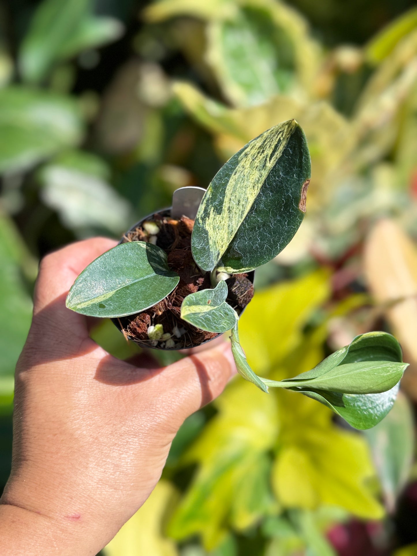 Scindapsus treubii 'Dark Variegation' K17