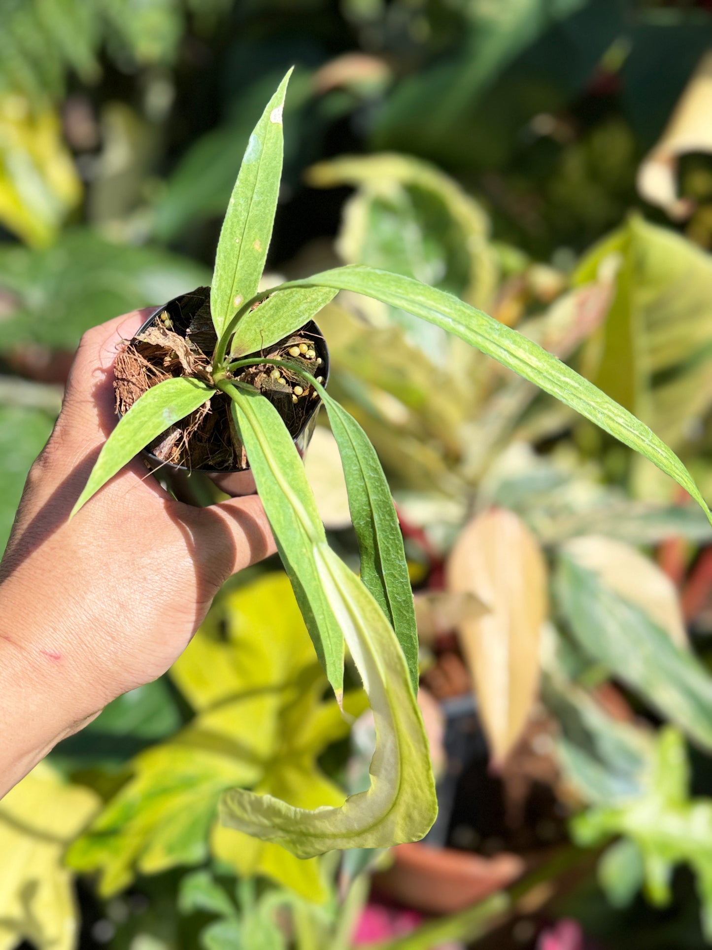 Anthurium 'Vittariifolium Variegata' Q68