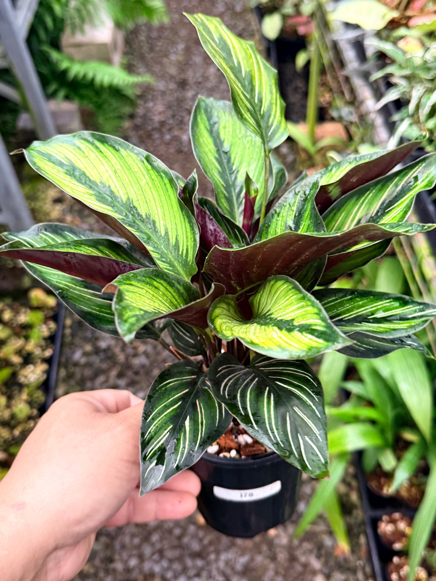 Calathea 'Beauty Star' I78