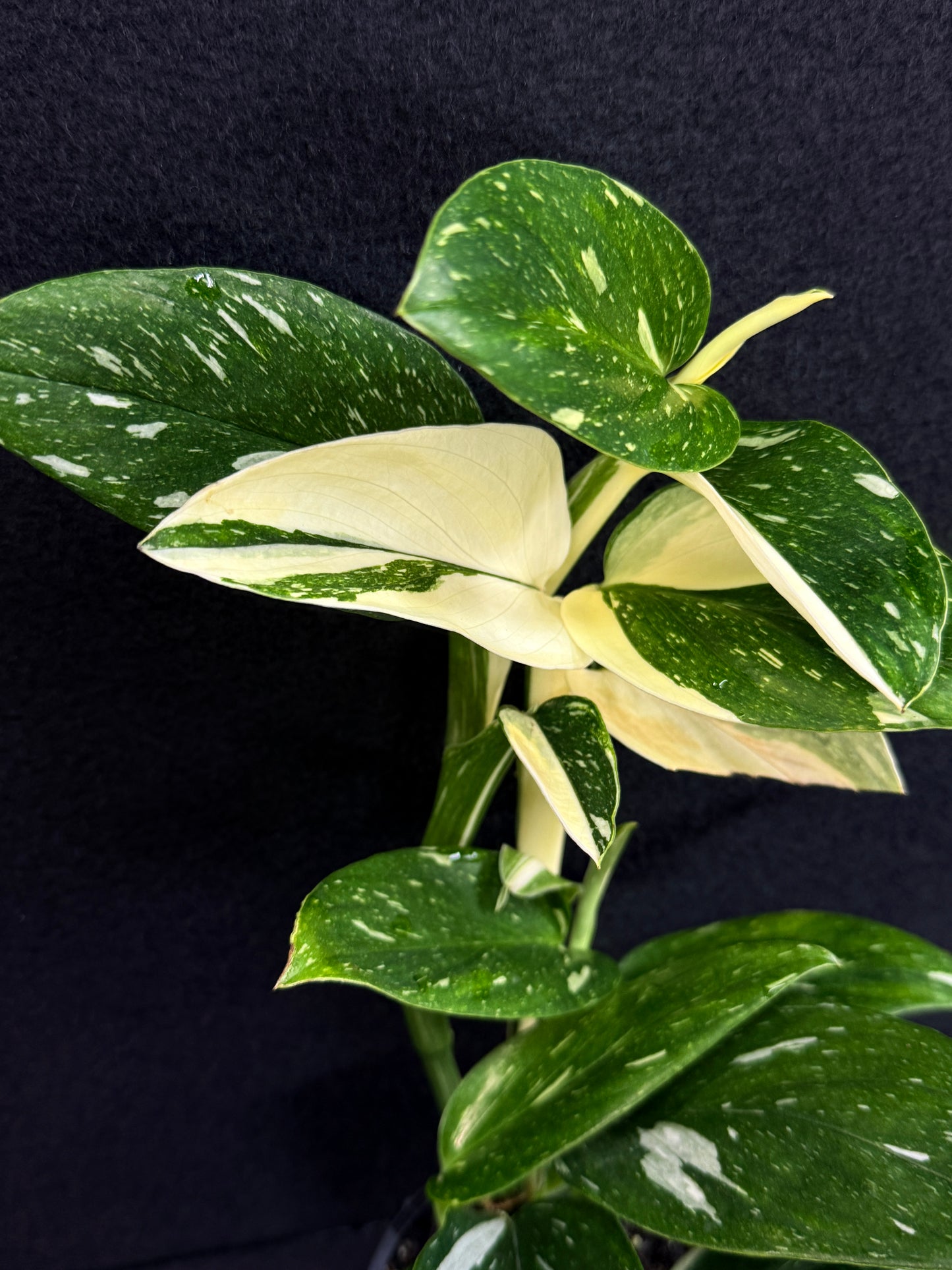 Monstera standleyana 'Albo' C39