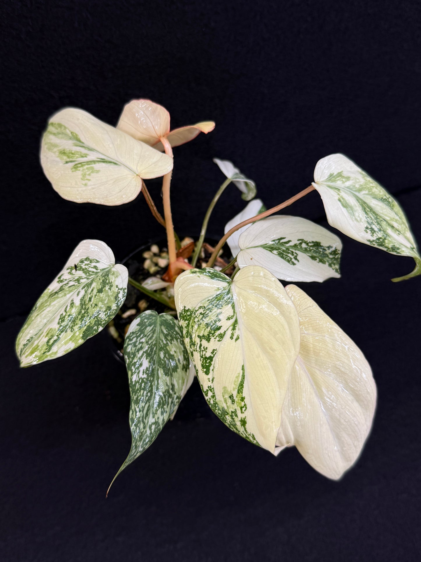 Philodendron Gloriosum Variegata C48