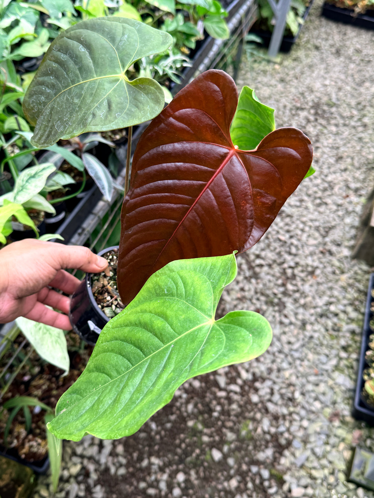 Anthurium Red Beauty x Anthurium Thin Leaf Veitchii R26
