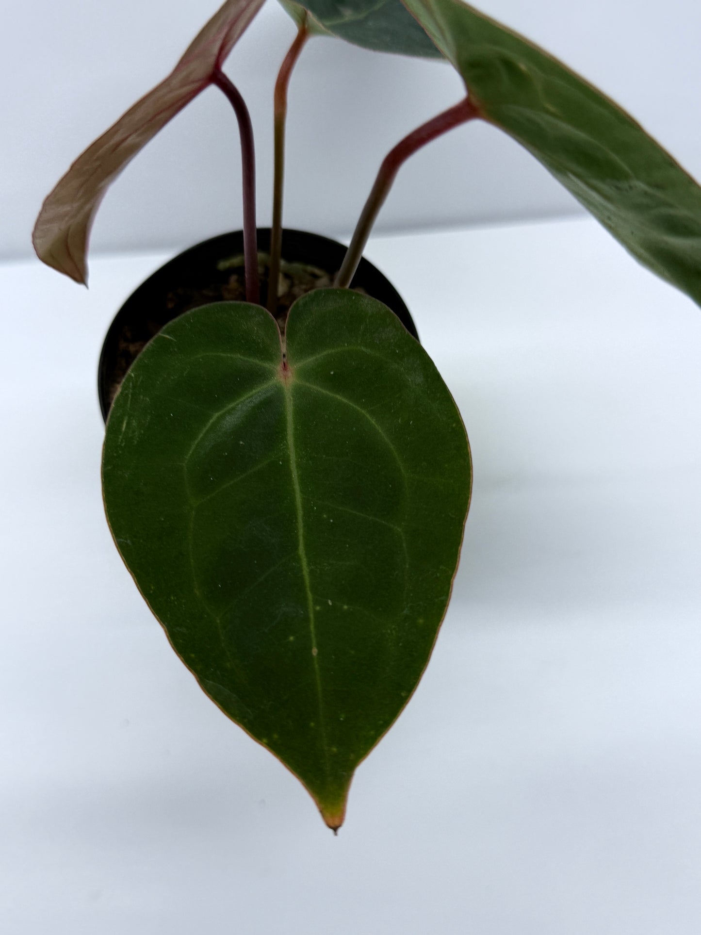 Anthurium hoffmannii Red Sinus aka Blood Moon P75