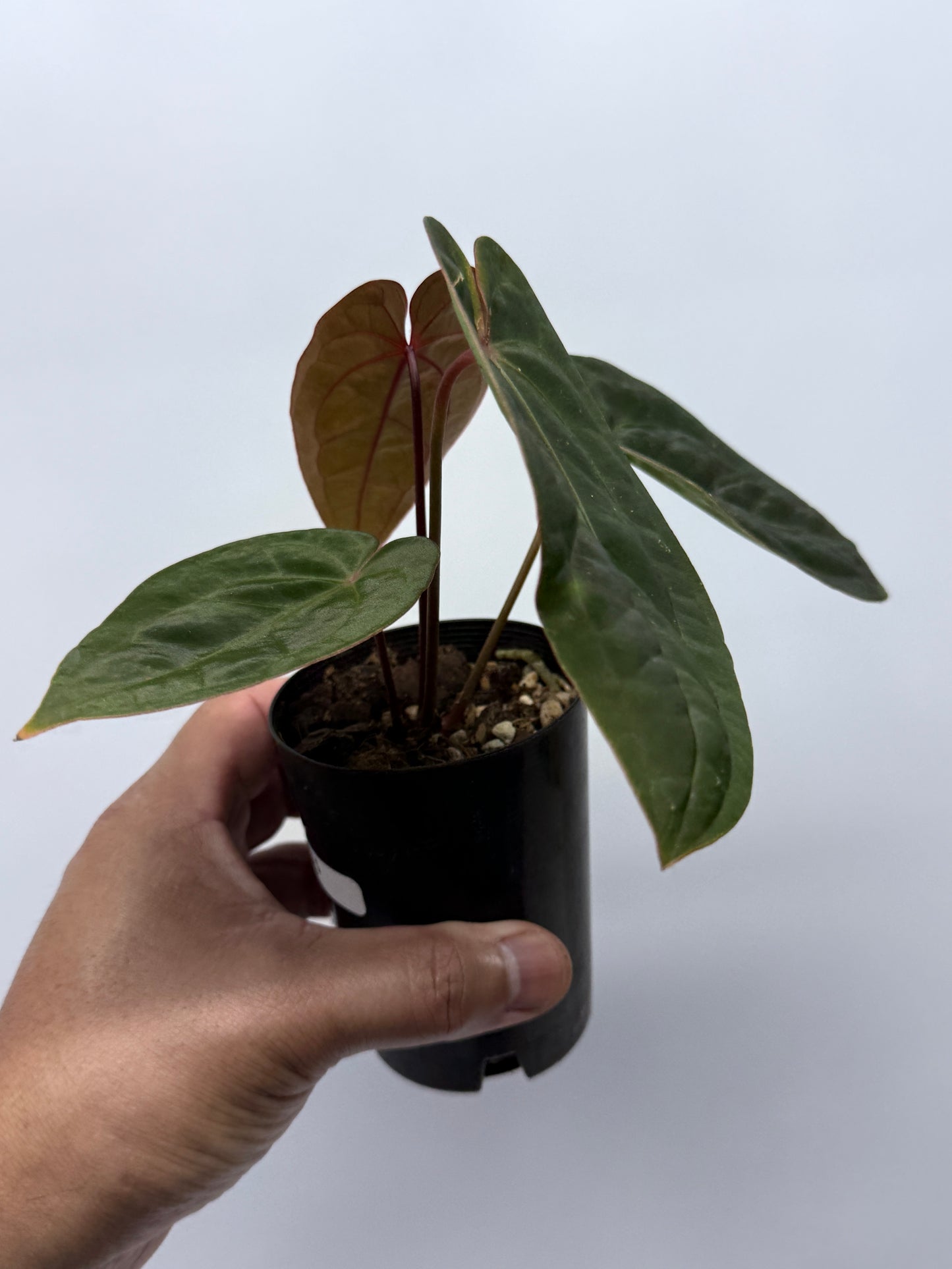 Anthurium hoffmannii Red Sinus aka Blood Moon P75
