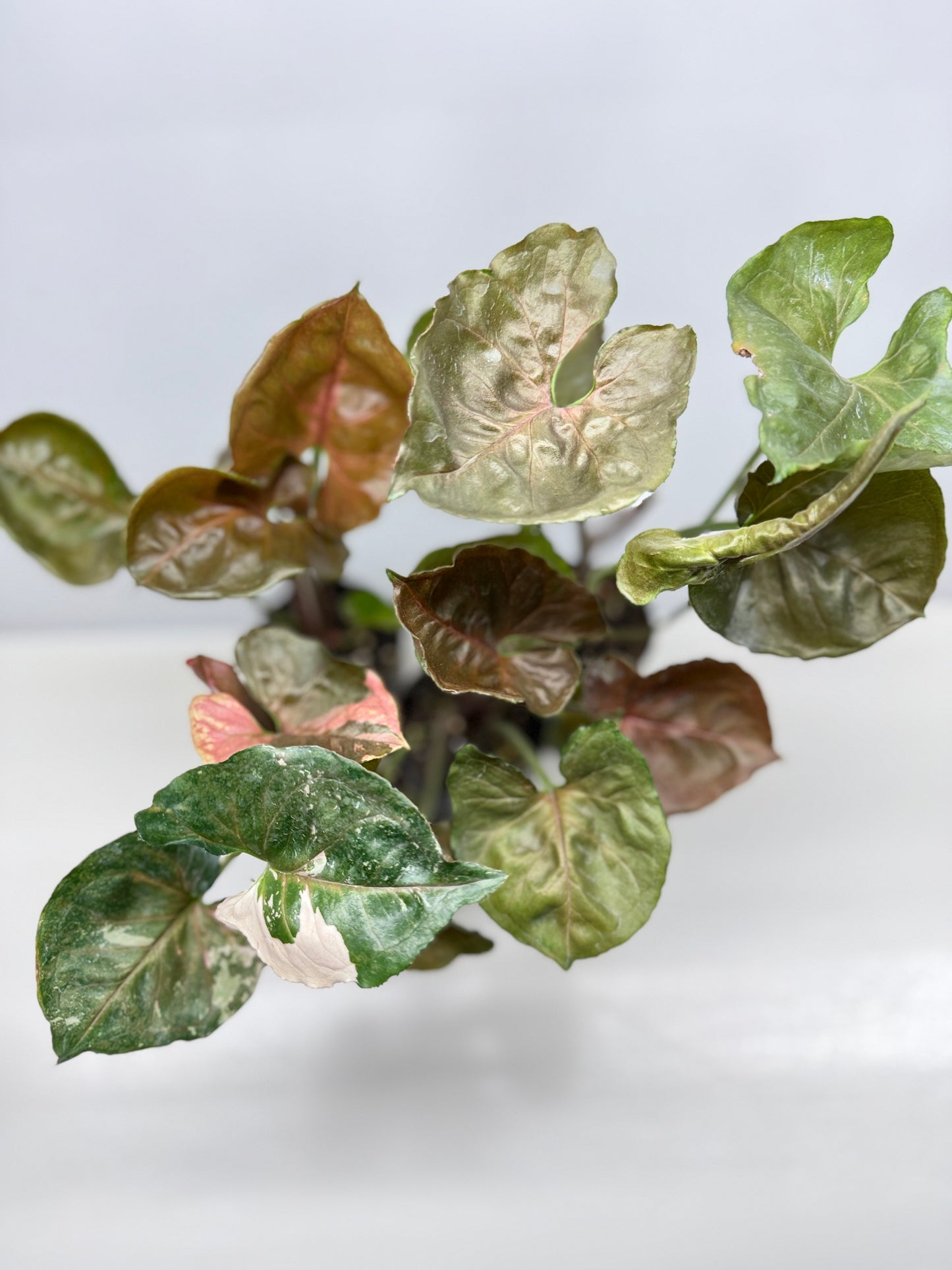 Syngonium Strawberry - Best Pick of the Crop!