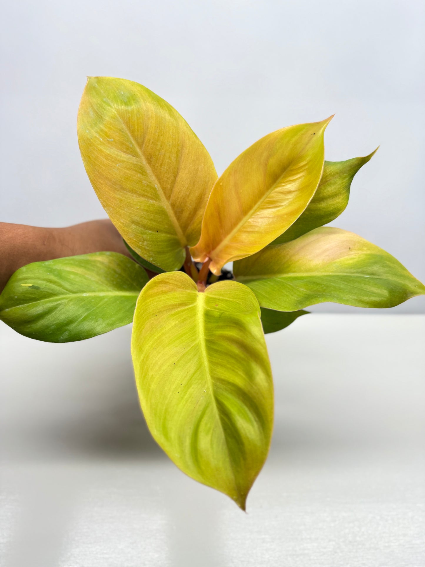 Philodendron Imperial Gold - Best Pick of the Crop!