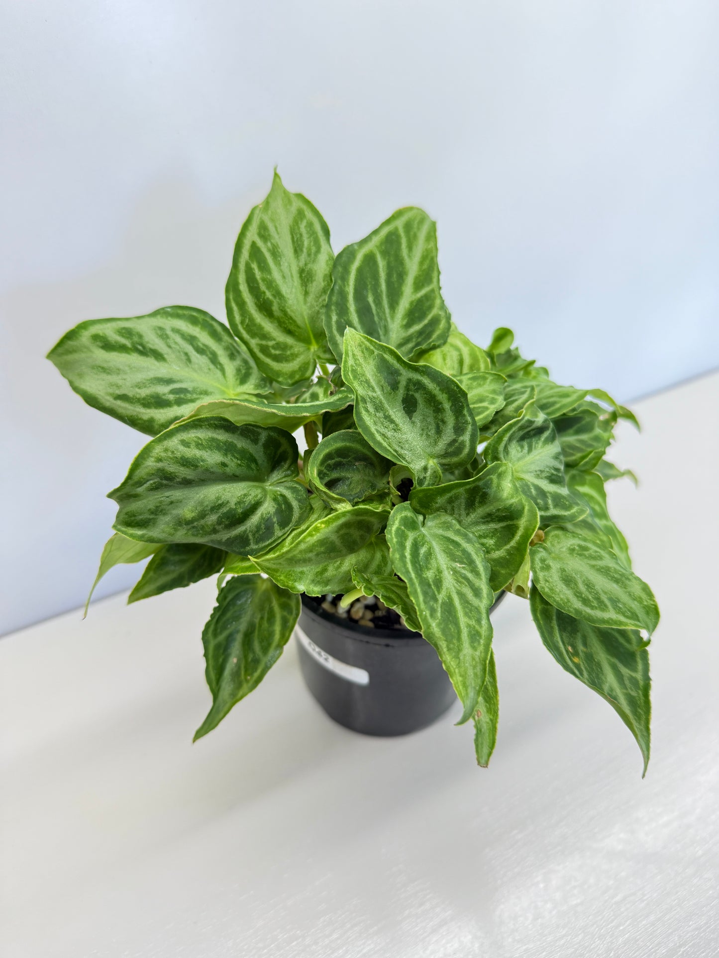 Anthurium crystallinium Dorayaki Hybrid Mini - Best Pick of the Crop!