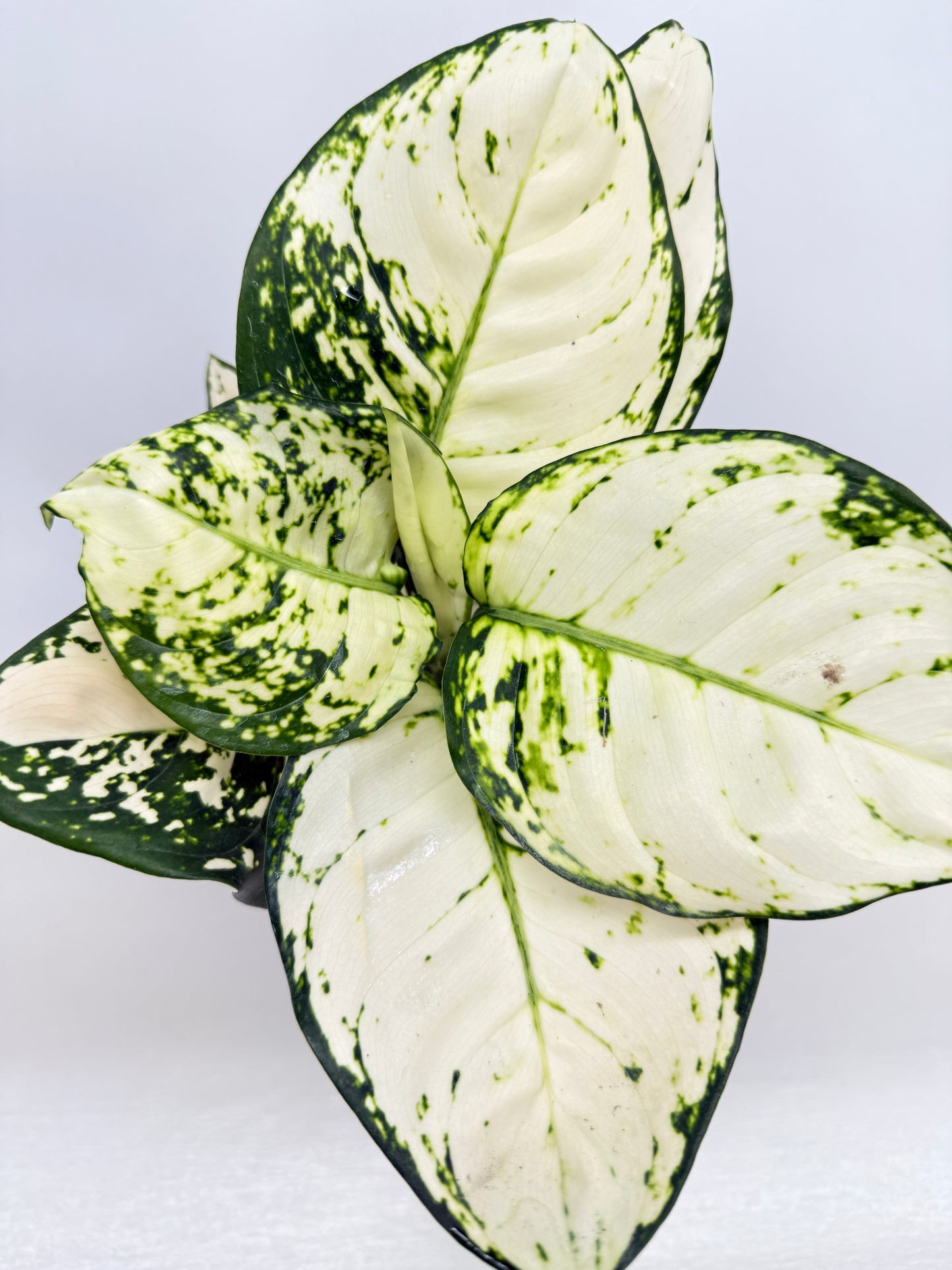 Aglaonema Super White - Best Pick of the Crop!