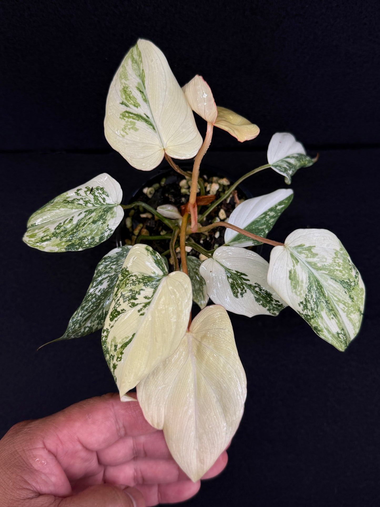 Philodendron Gloriosum Variegata C48