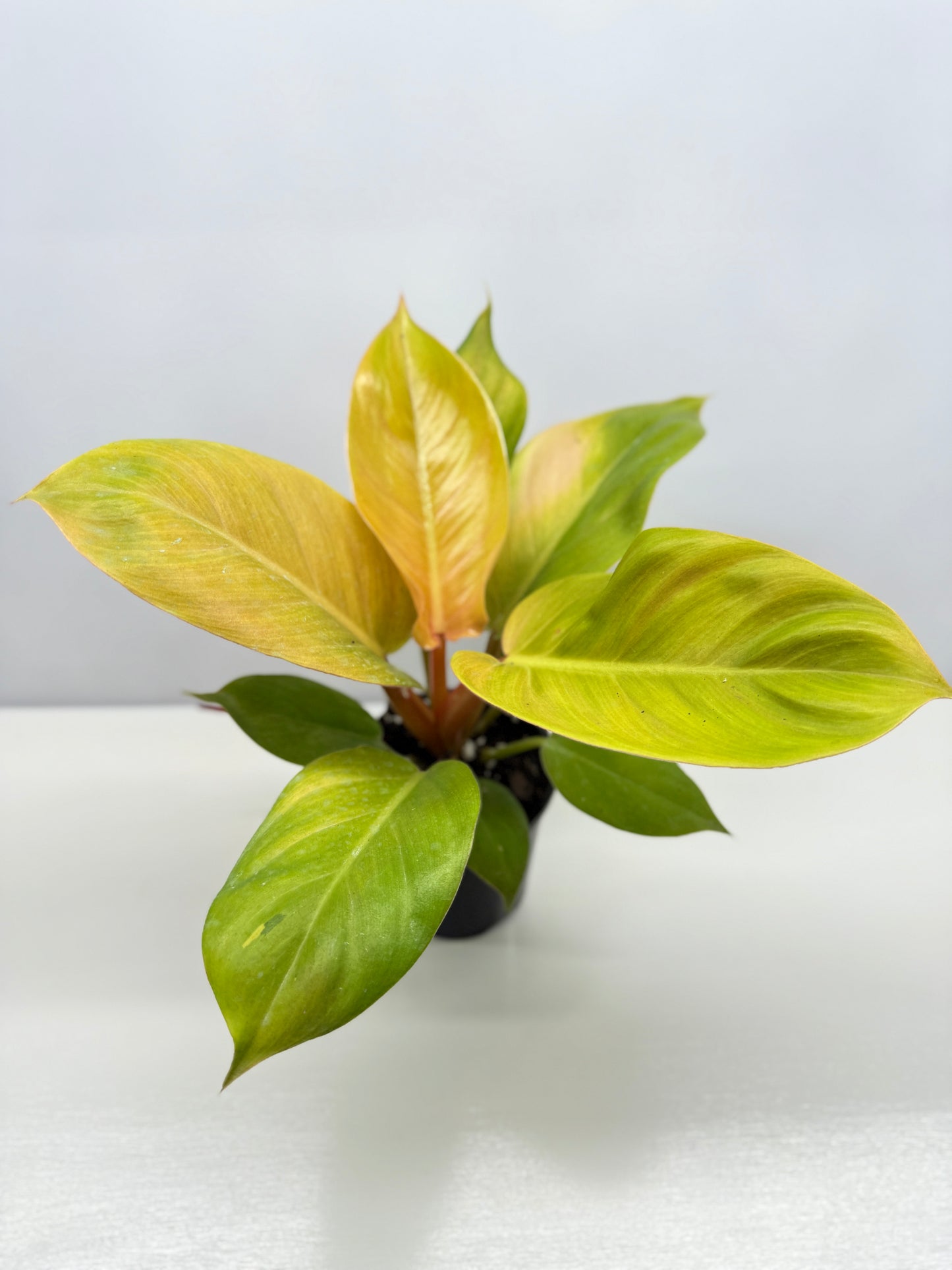 Philodendron Imperial Gold - Best Pick of the Crop!