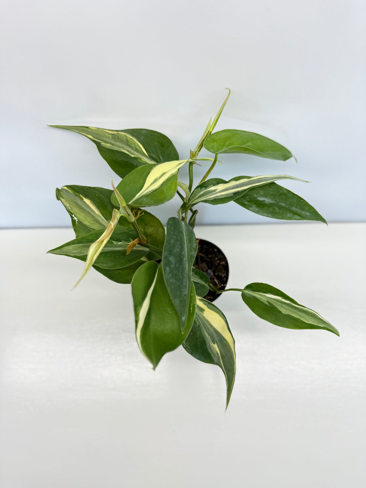 Philodendron hederaceum Rio - Best Pick of the Crop!