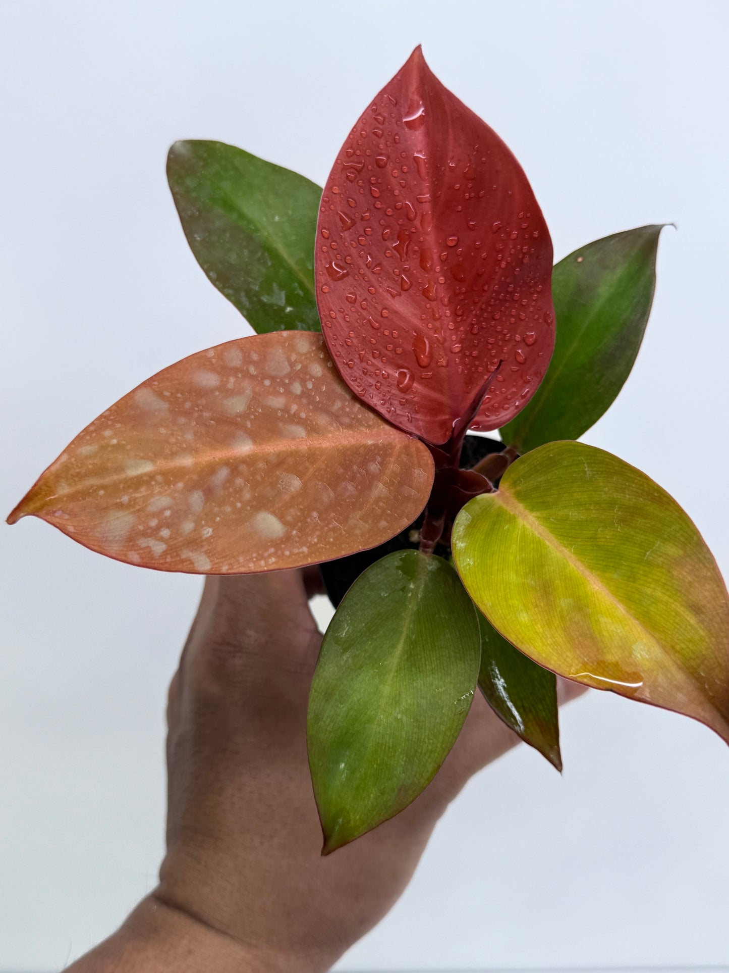 Philodendron Cherry Red (75mm Pot)
