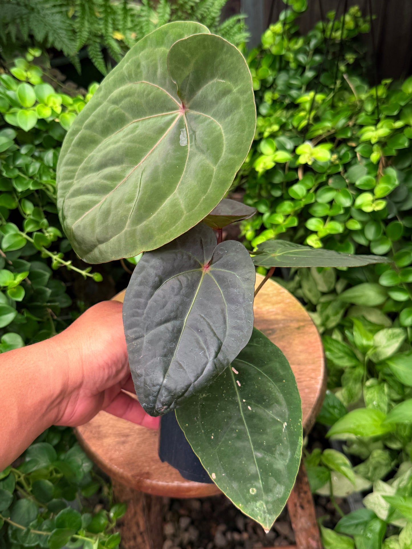 Anthurium hoffmannii Red Sinus aka Blood Moon - Rarely Offered B57