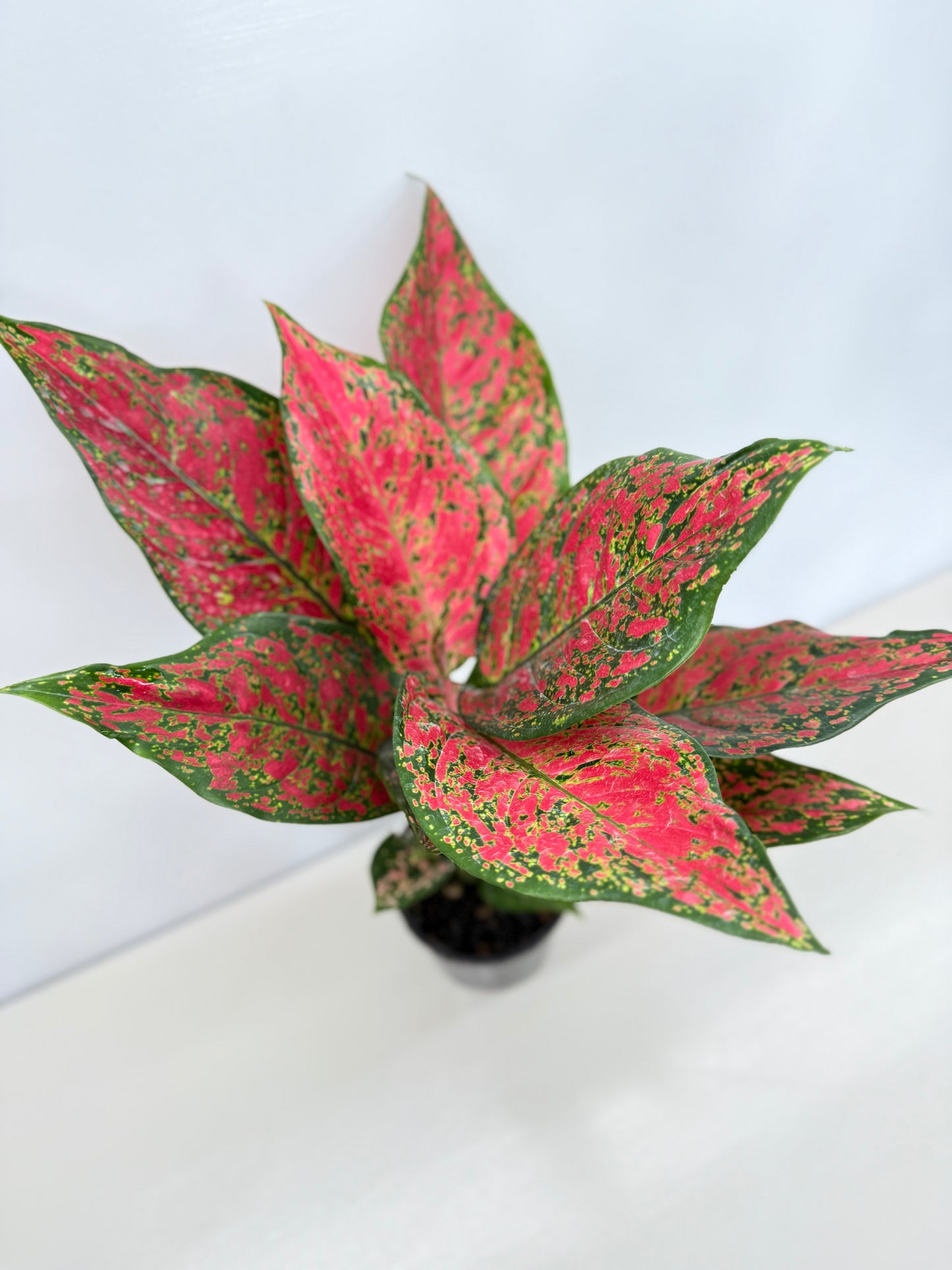 Aglaonema Anyamanee - Best Pick of the Crop!