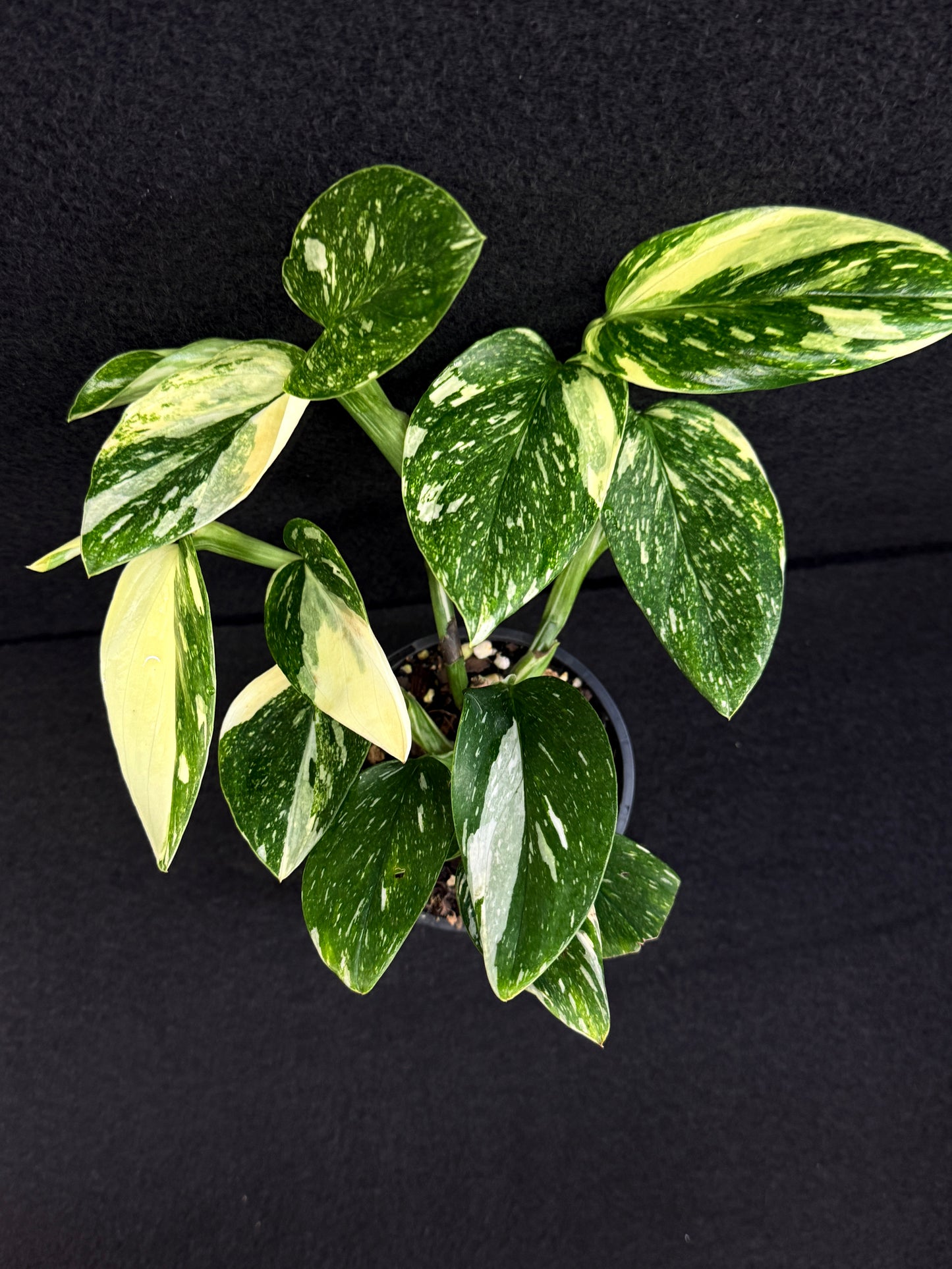 Monstera standleyana 'Albo' C38