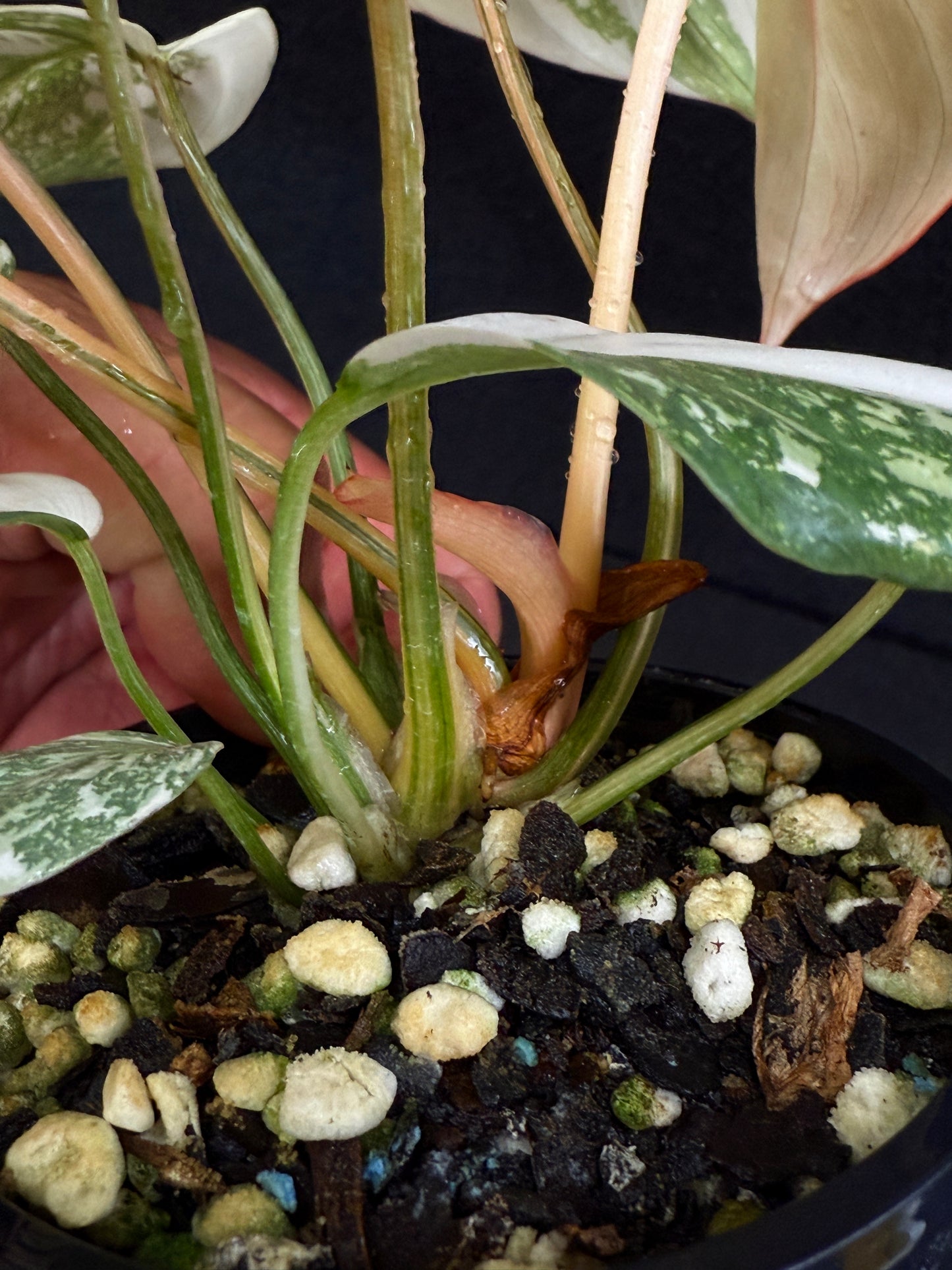 Philodendron Gloriosum Variegata C48