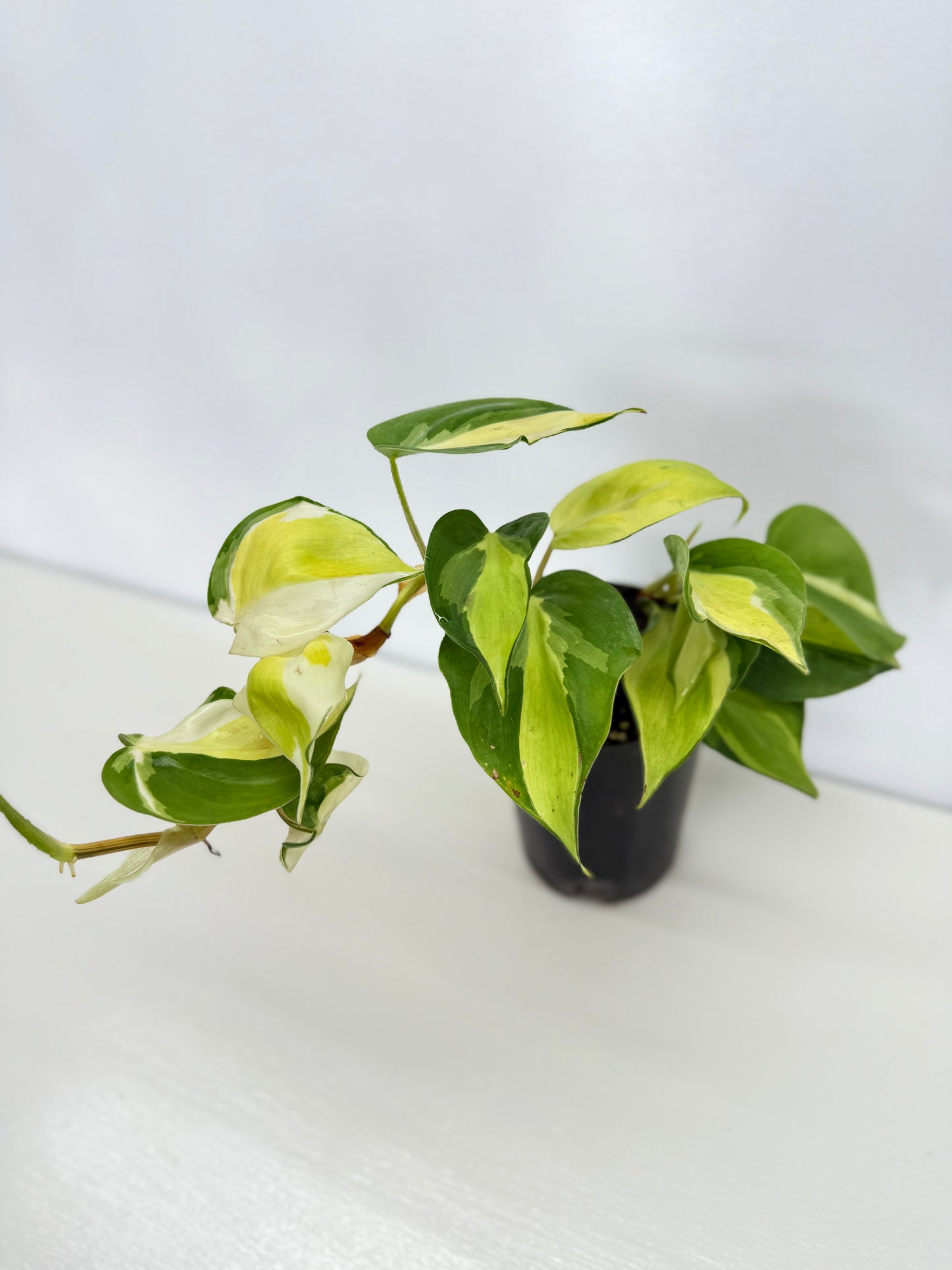 Philodendron Cream Splash - Best Pick of the Crop!