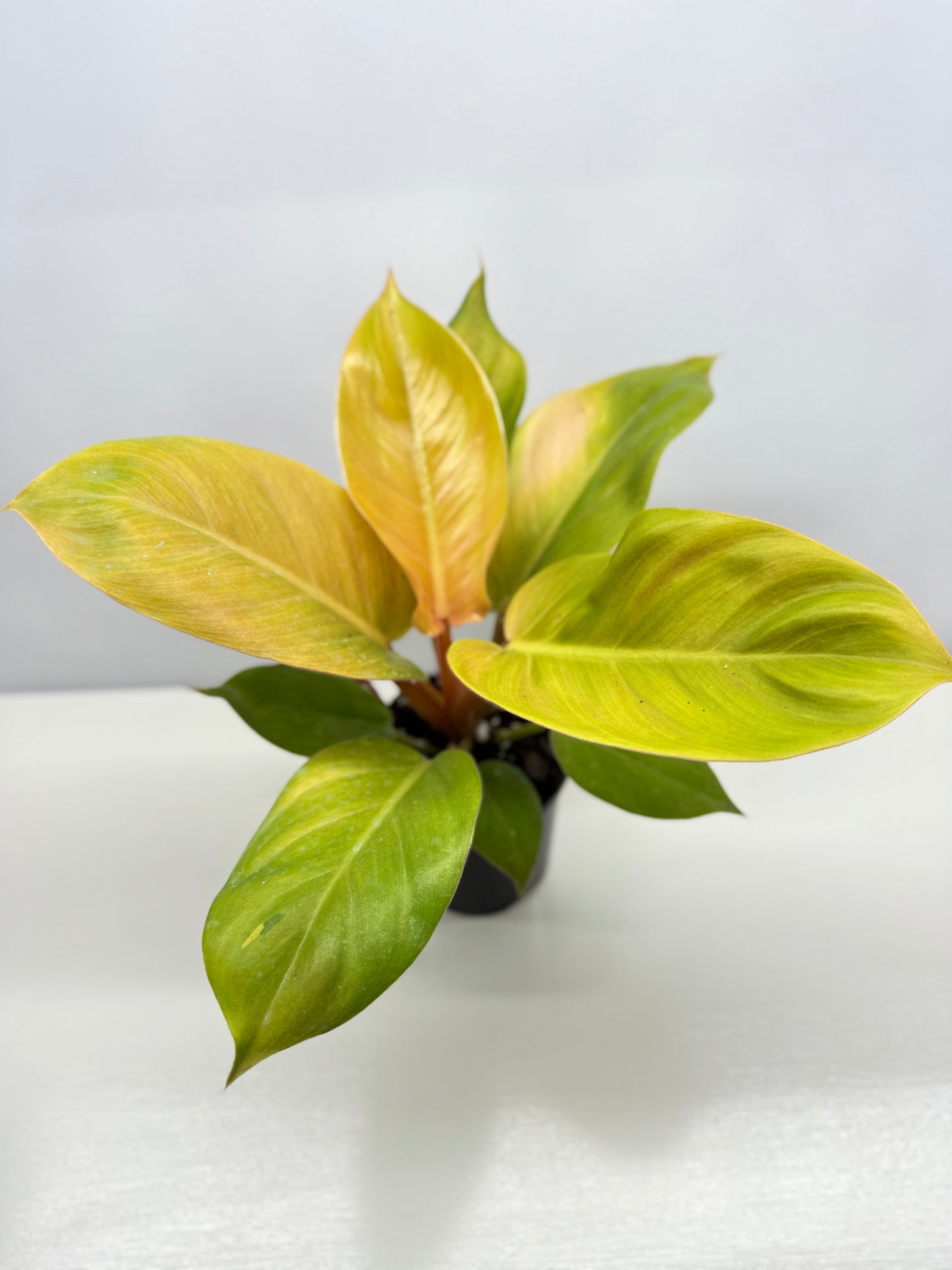 Philodendron Imperial Gold - Best Pick of the Crop!