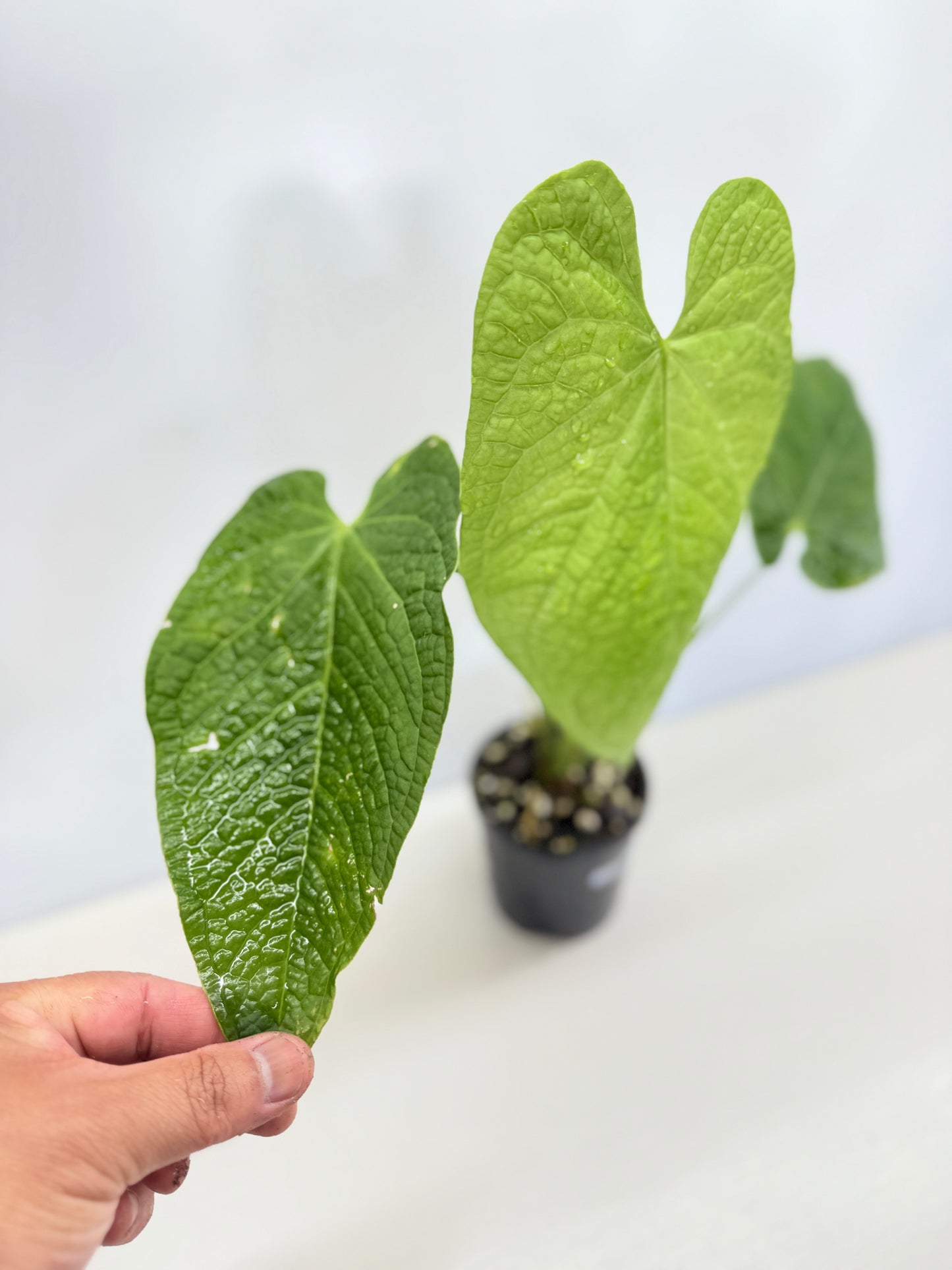 Anthurium Rotolanteum - Large Z80