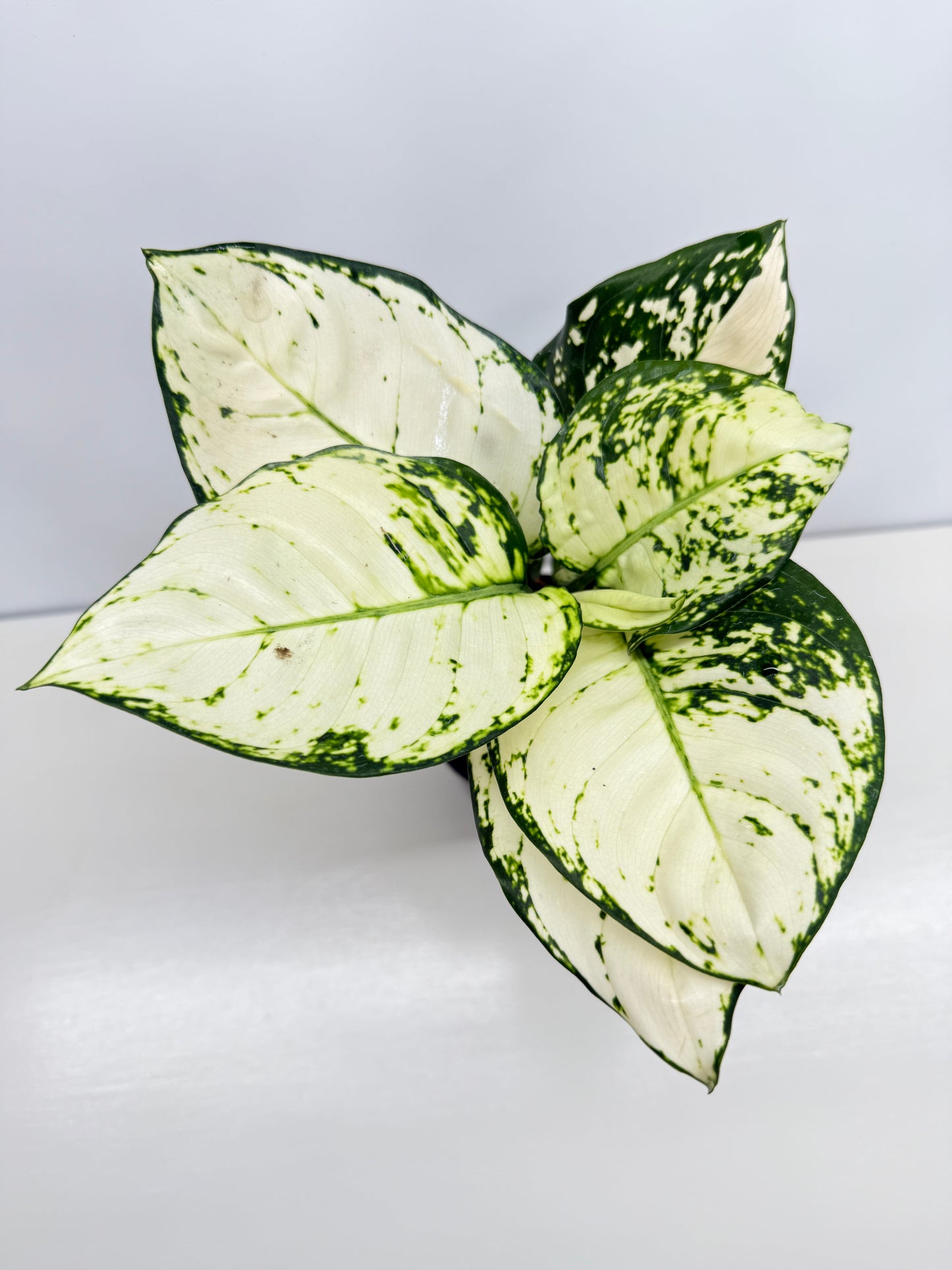 Aglaonema Super White - Best Pick of the Crop!