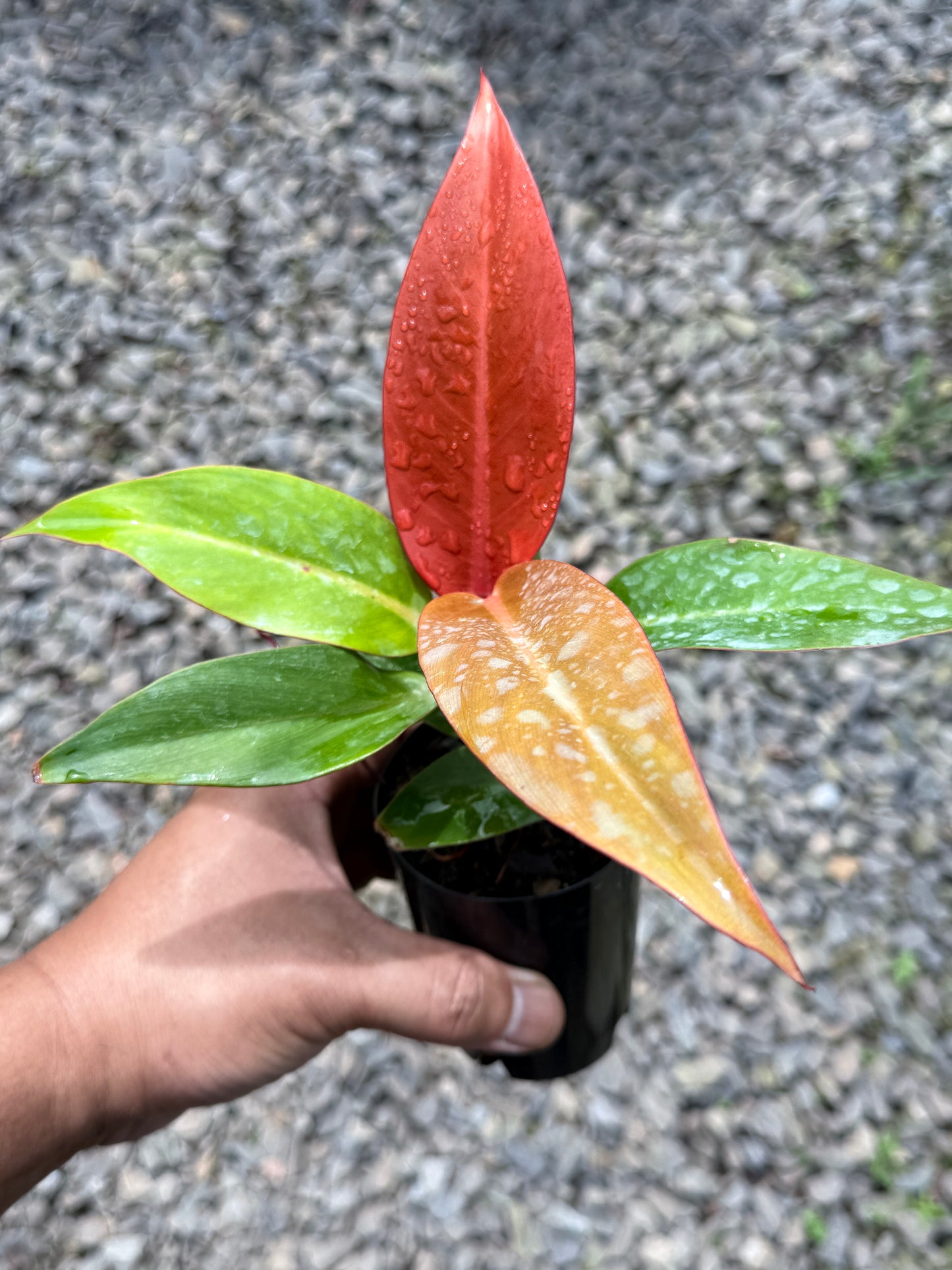 Philodendron Red Sun (75mm Pot)