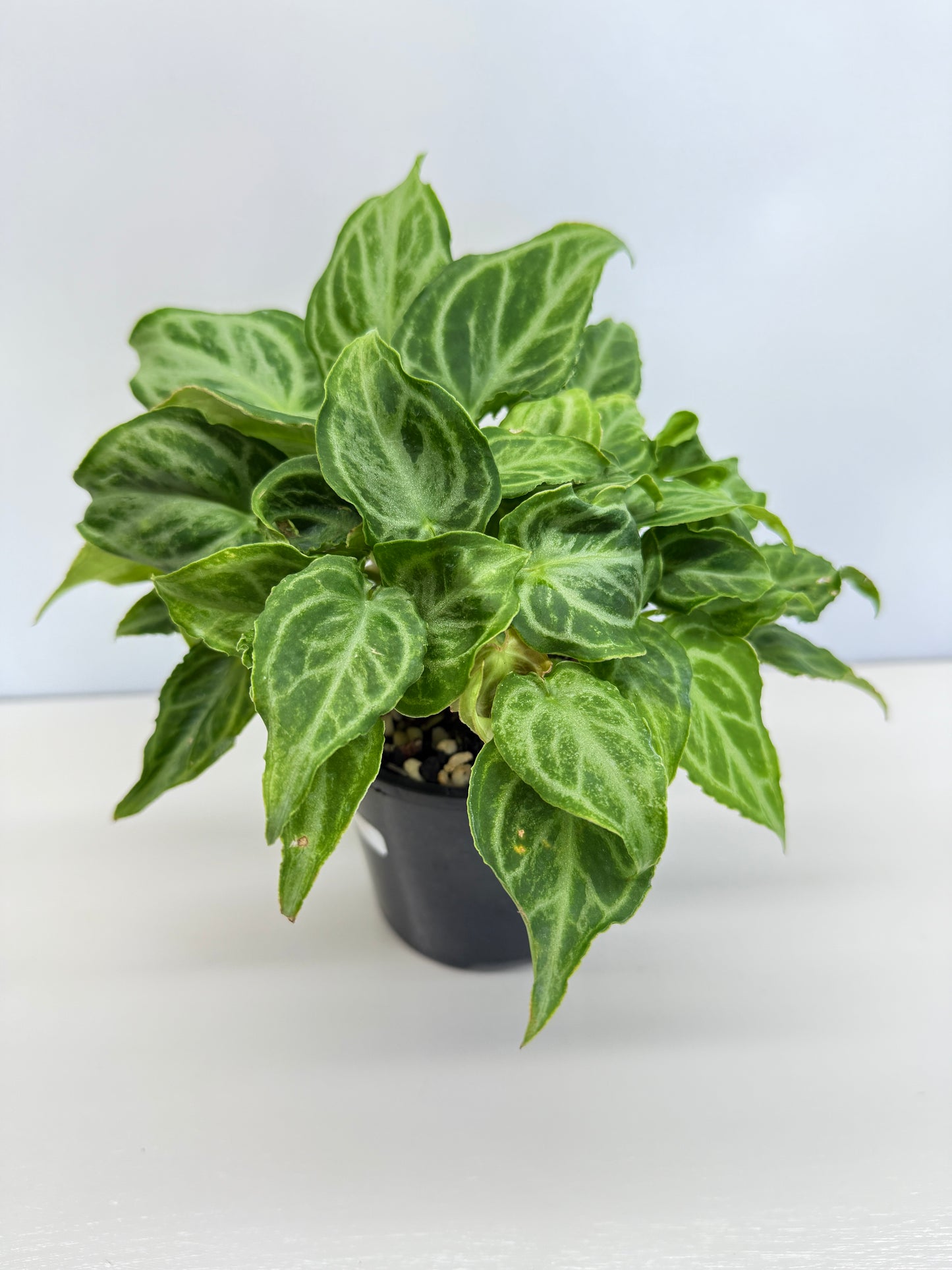 Anthurium crystallinium Dorayaki Hybrid Mini - Best Pick of the Crop!