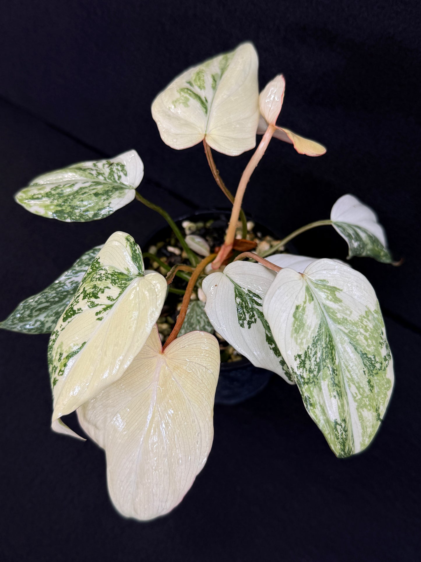 Philodendron Gloriosum Variegata C48