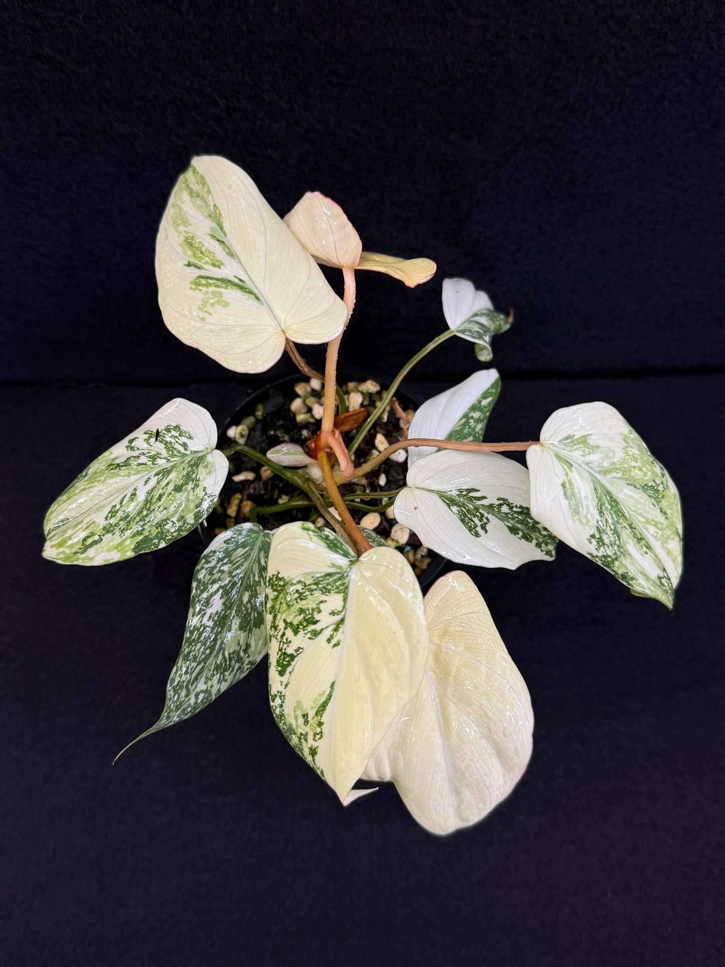 Philodendron Gloriosum Variegata C48