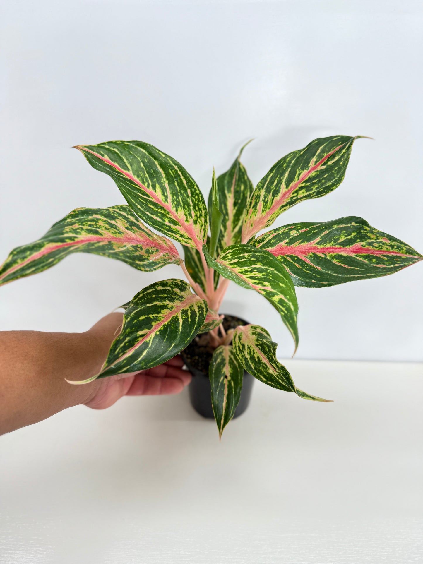 Aglaonema Night Sparkle - Best Pick of the Crop!