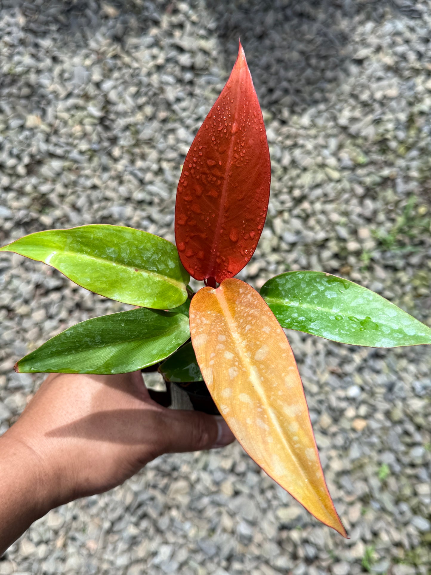 Philodendron Red Sun (75mm Pot)